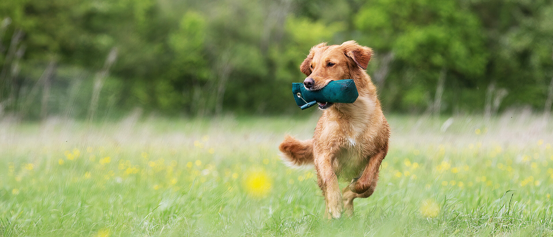 Retrievertraining Einweisen – Grundlagen Such-Signal Banner