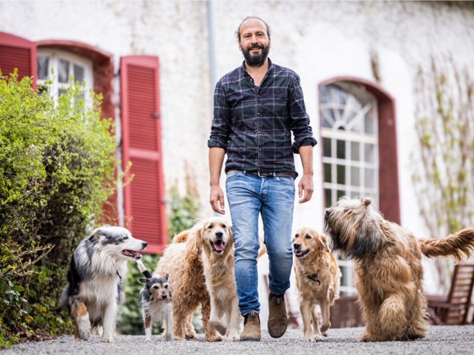 Der zugewandte Hund Banner