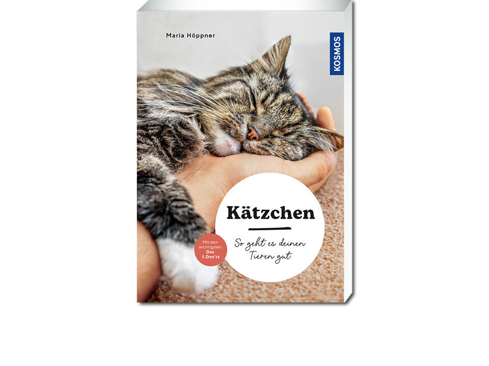 Kätzchen Banner