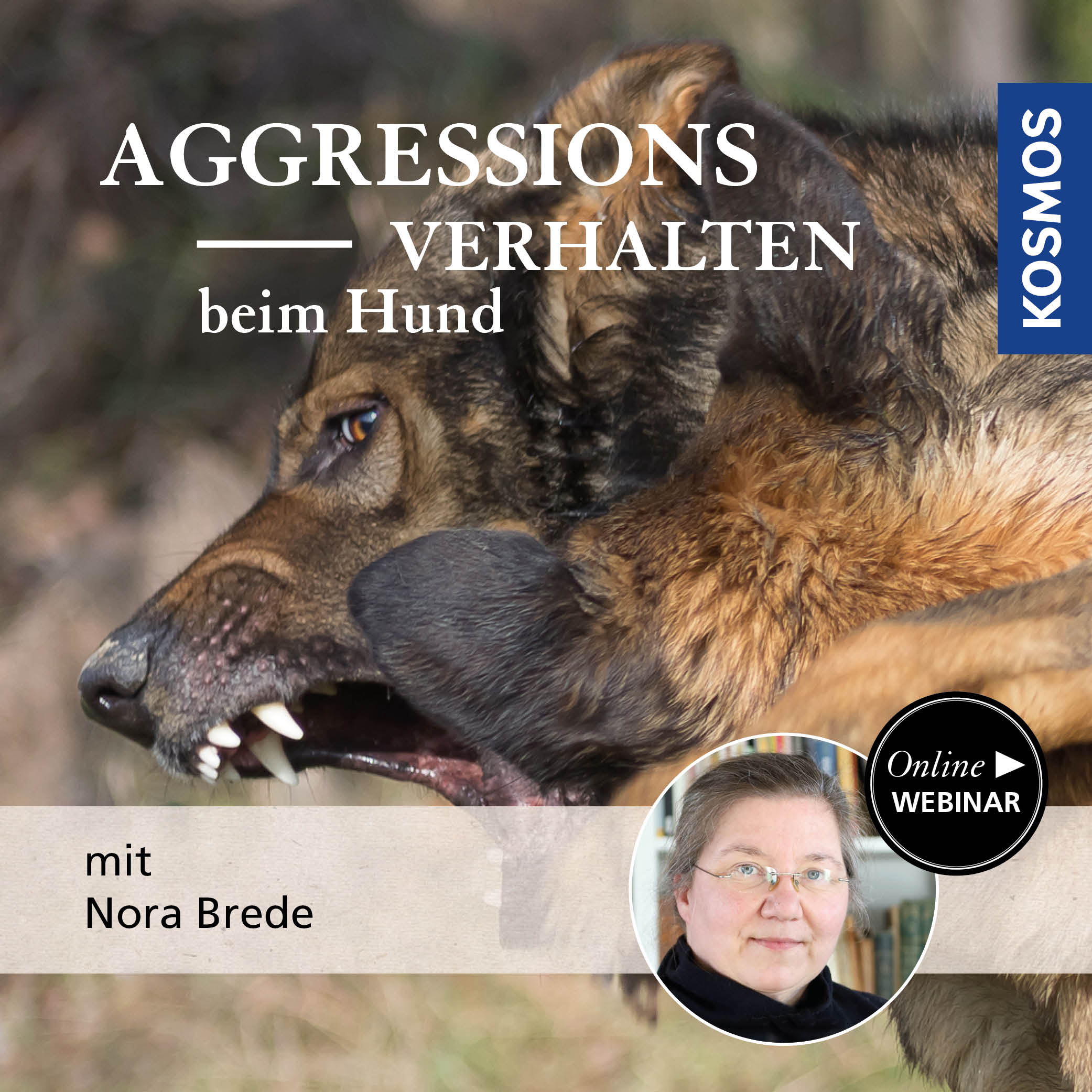 Aggressionsverhalten beim Hund