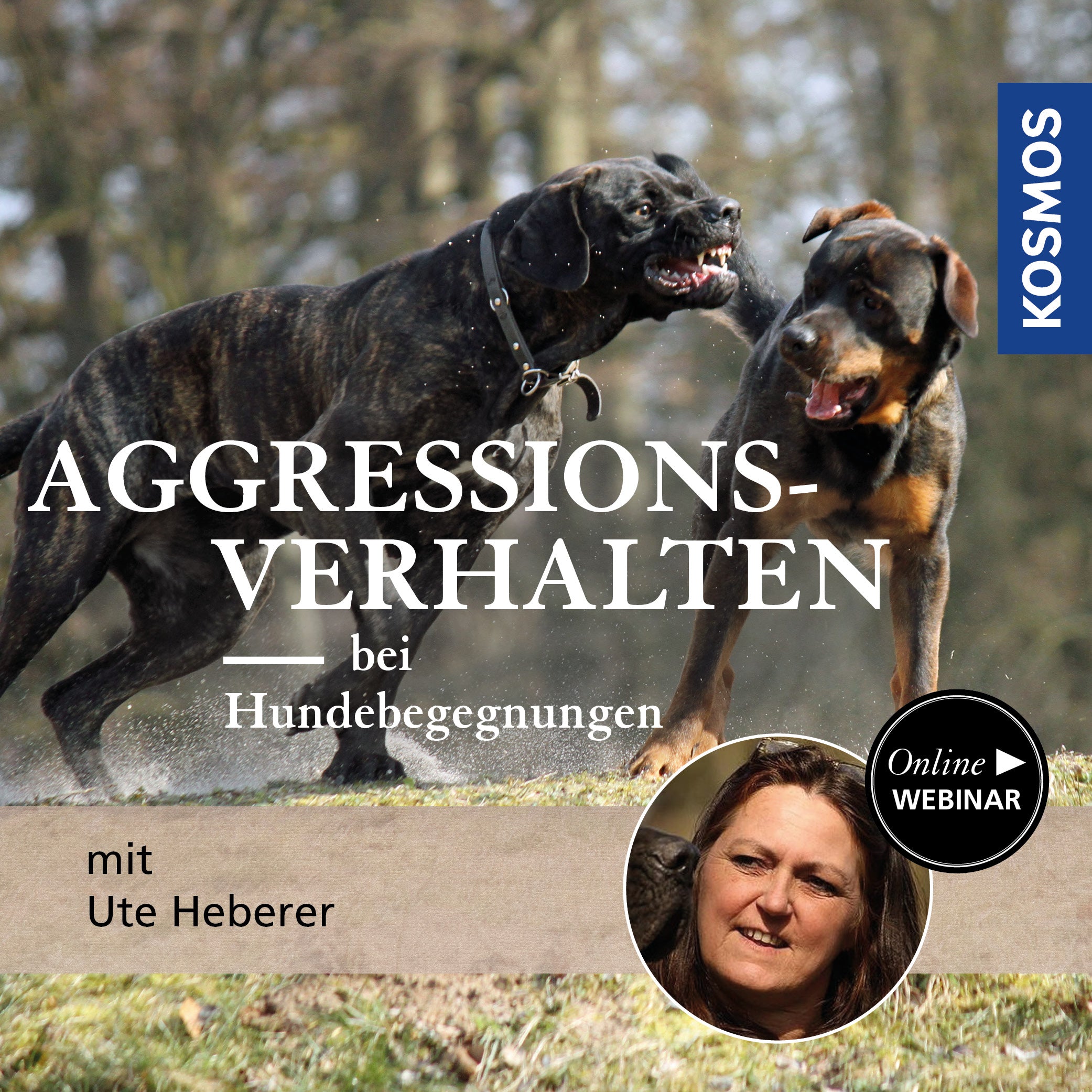Aggressionsverhalten bei Hundebegegnungen