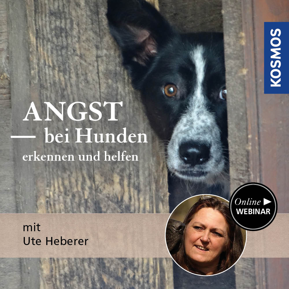 Angst bei Hunden - erkennen und helfen
