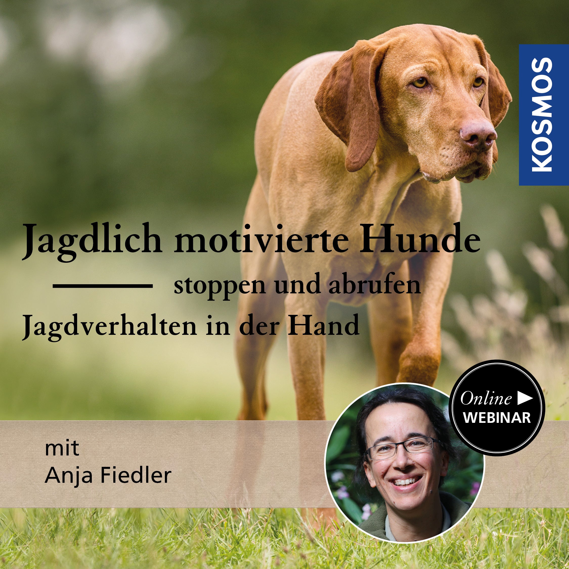 Jagdlich motivierte Hunde stoppen und abrufen: Jagdverhalten in der Hand