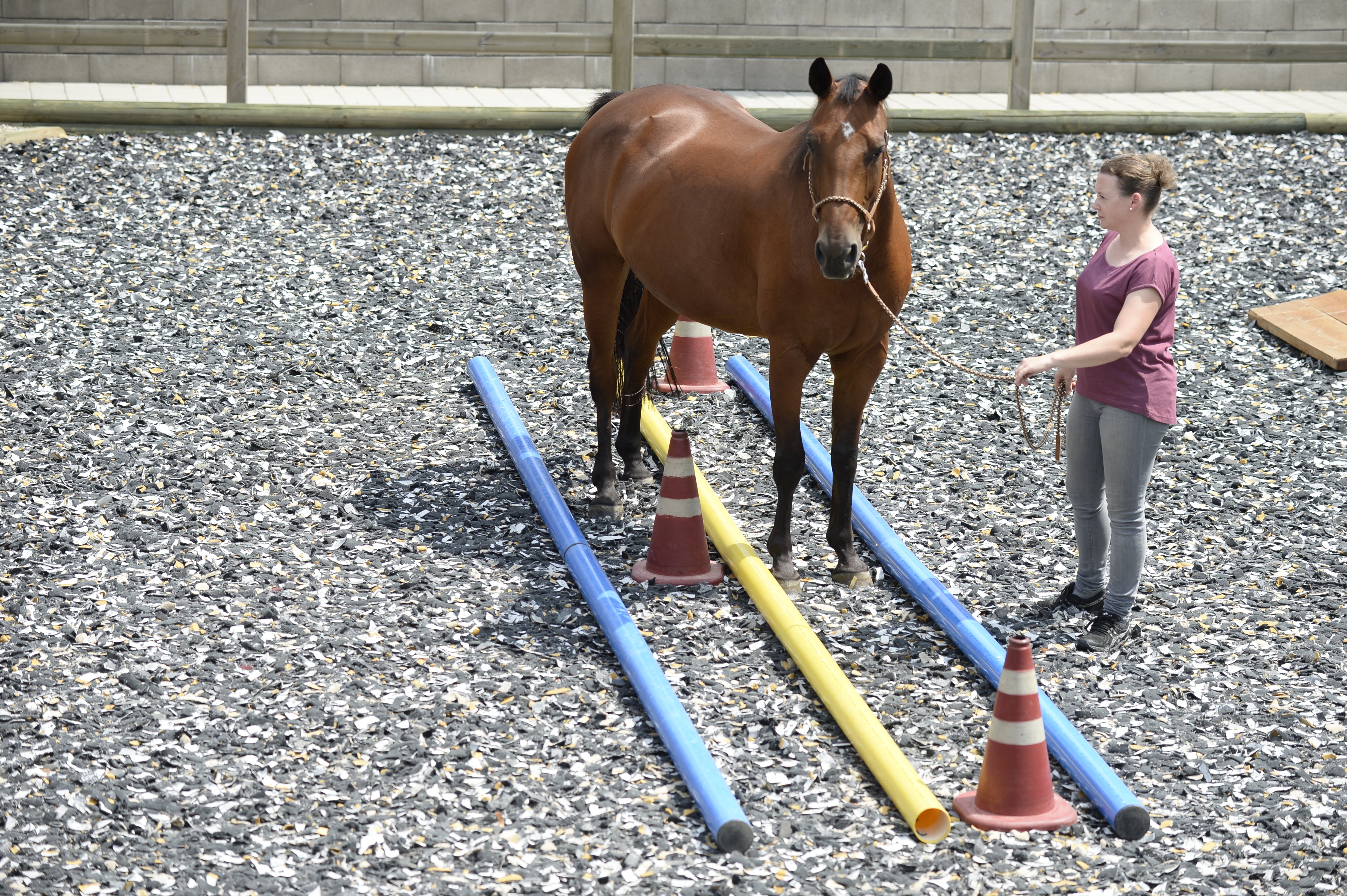 Strong Core — Nimble Legs: Proprioceptive Training for My Horse!