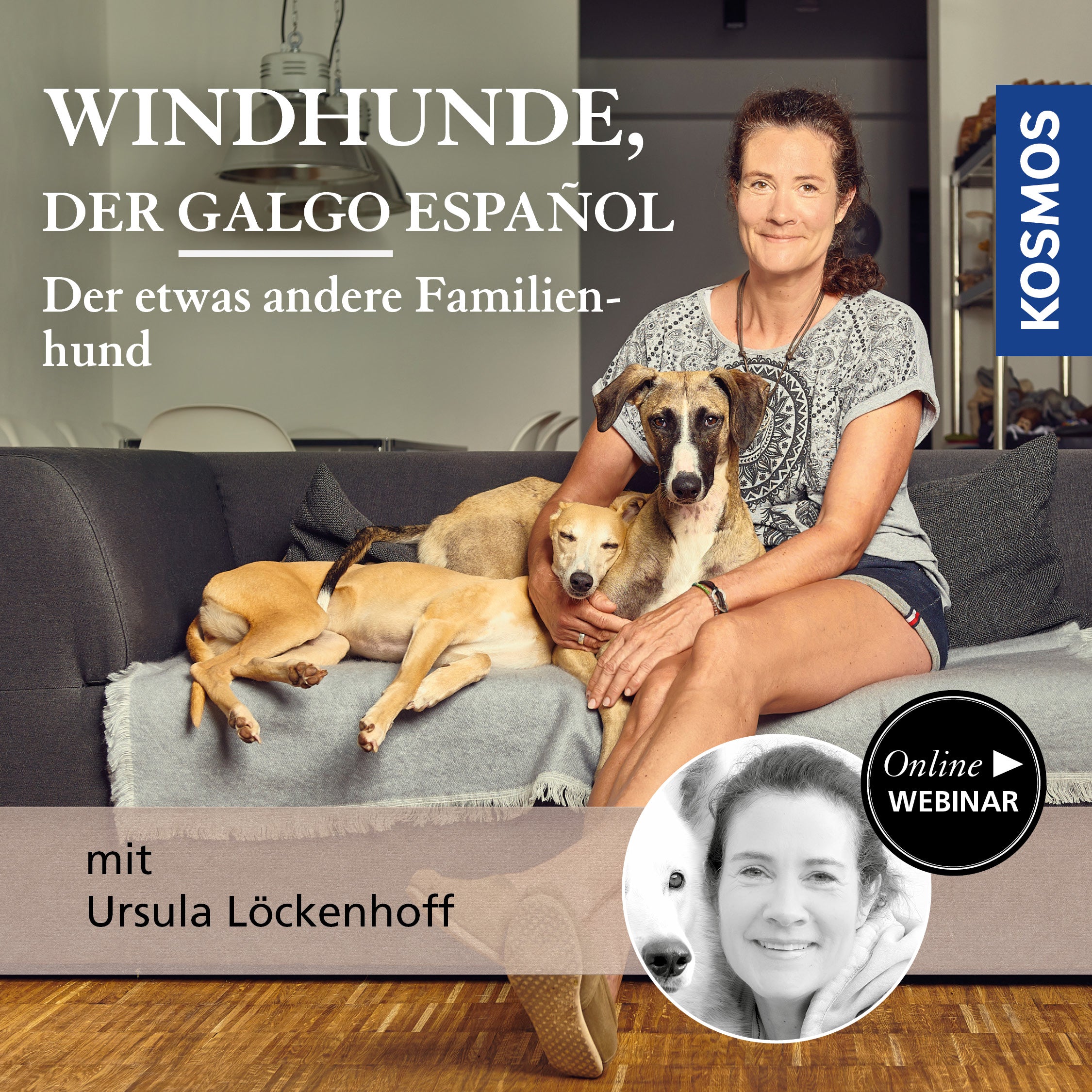 Windhunde, der Galgo Español – der etwas andere Familienhund