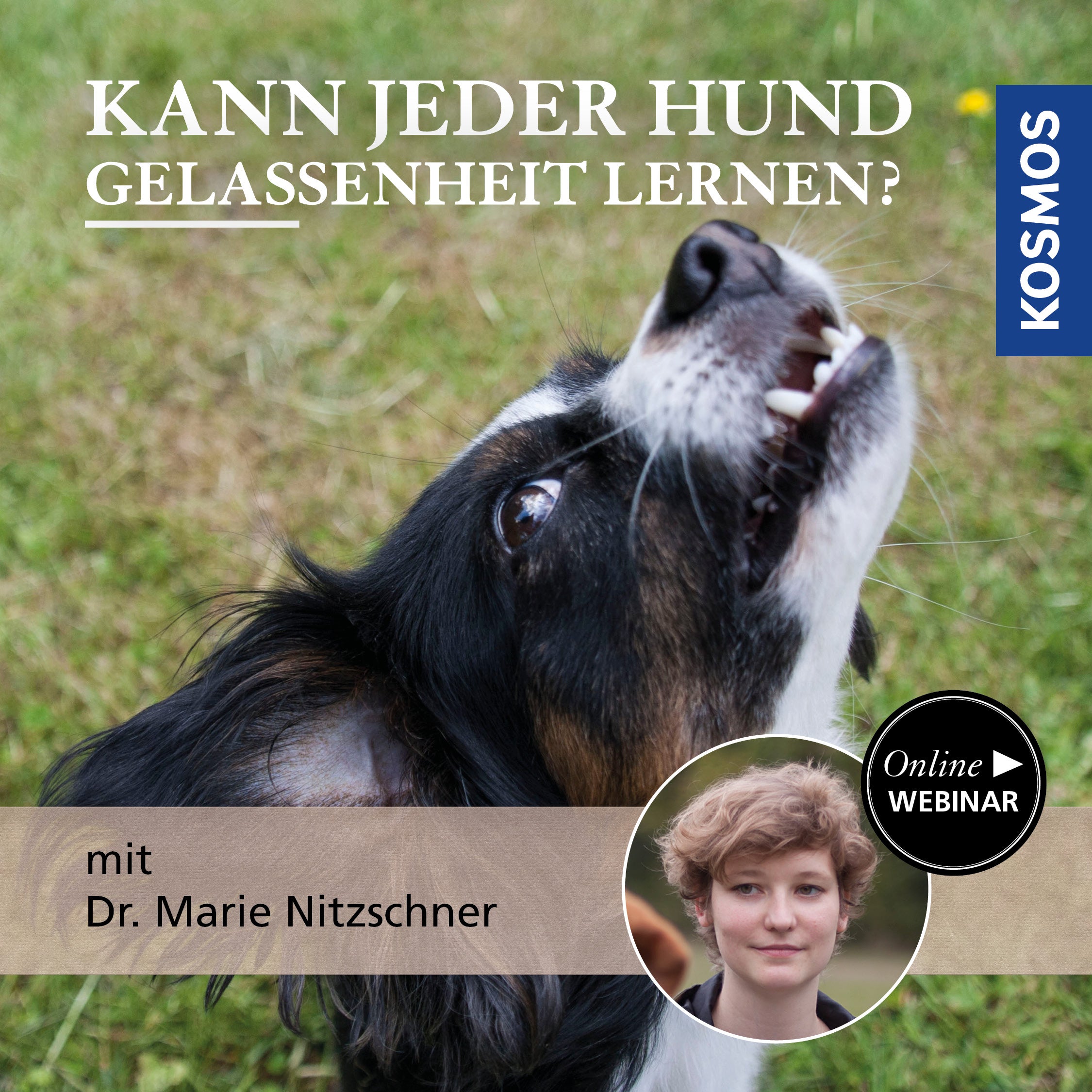 Kann jeder Hund Gelassenheit lernen?