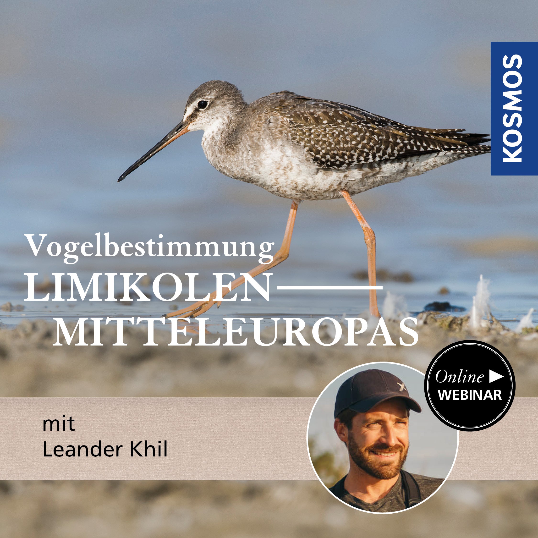 Vogelbestimmung: Limikolen Mitteleuropas