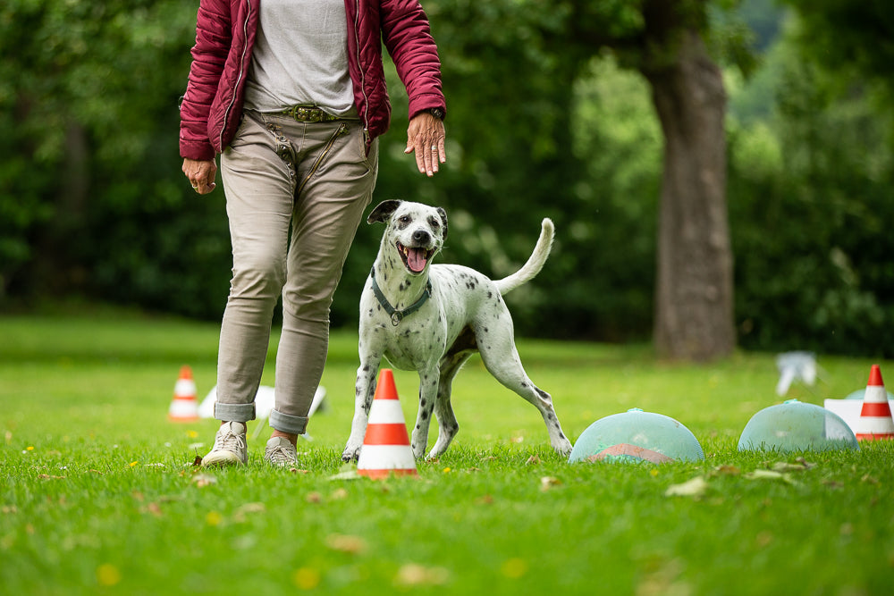 Rally Obedience – Einstieg leicht gemacht!