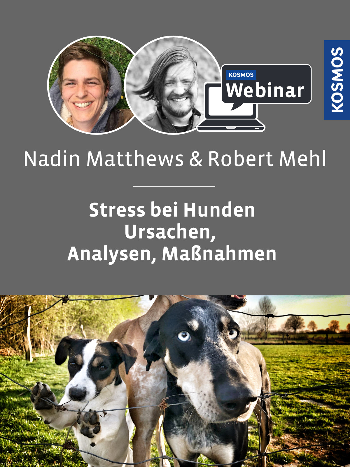 Stress beim Hund – Ursachen, Analyse, Maßnahmen