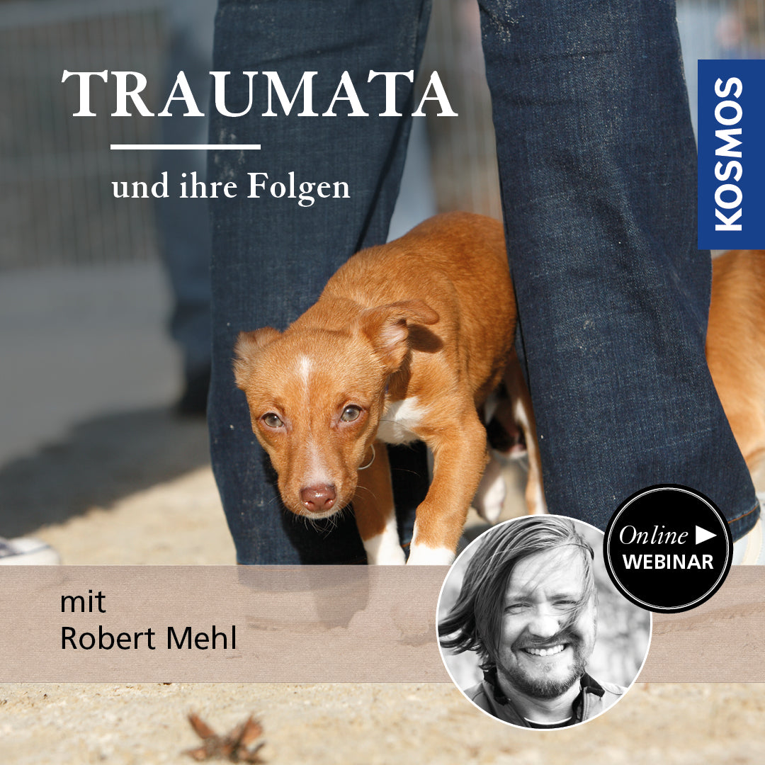 Traumata und ihre psychischen Folgen