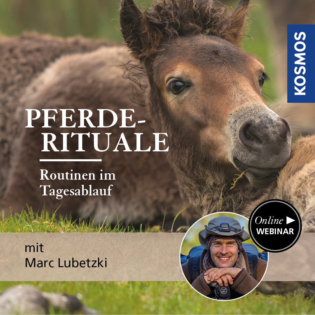 Pferde-Rituale: Routinen im Tagesablauf