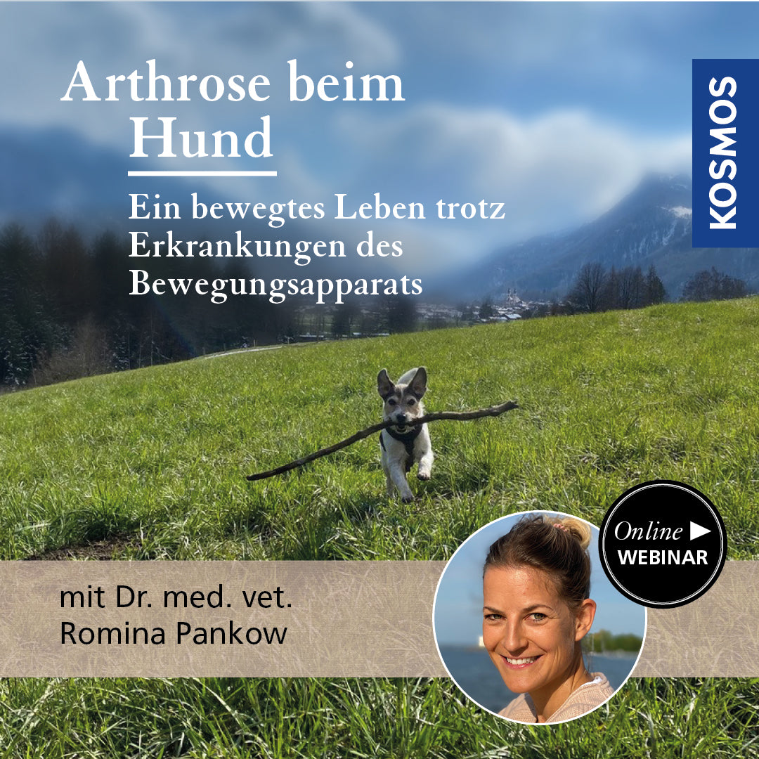 Canine Osteoarthritis