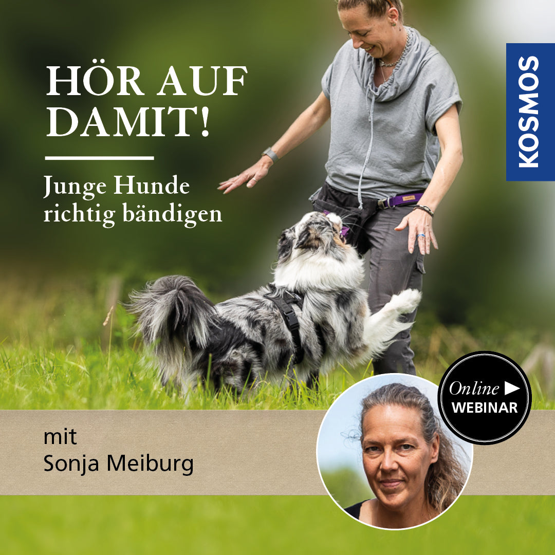 Hör auf damit! Junge Hunde richtig bändigen