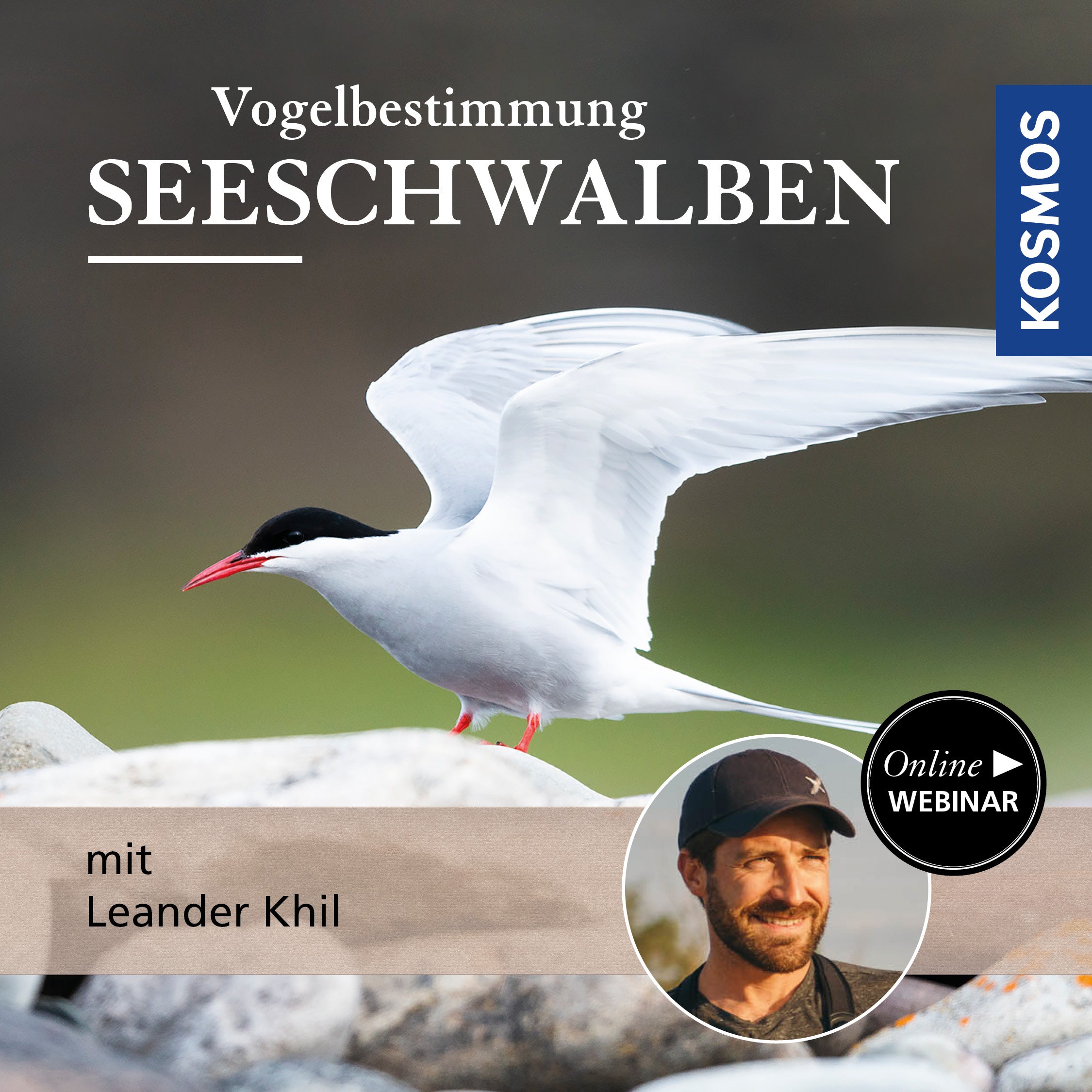 Vogelbestimmung: Seeschwalben