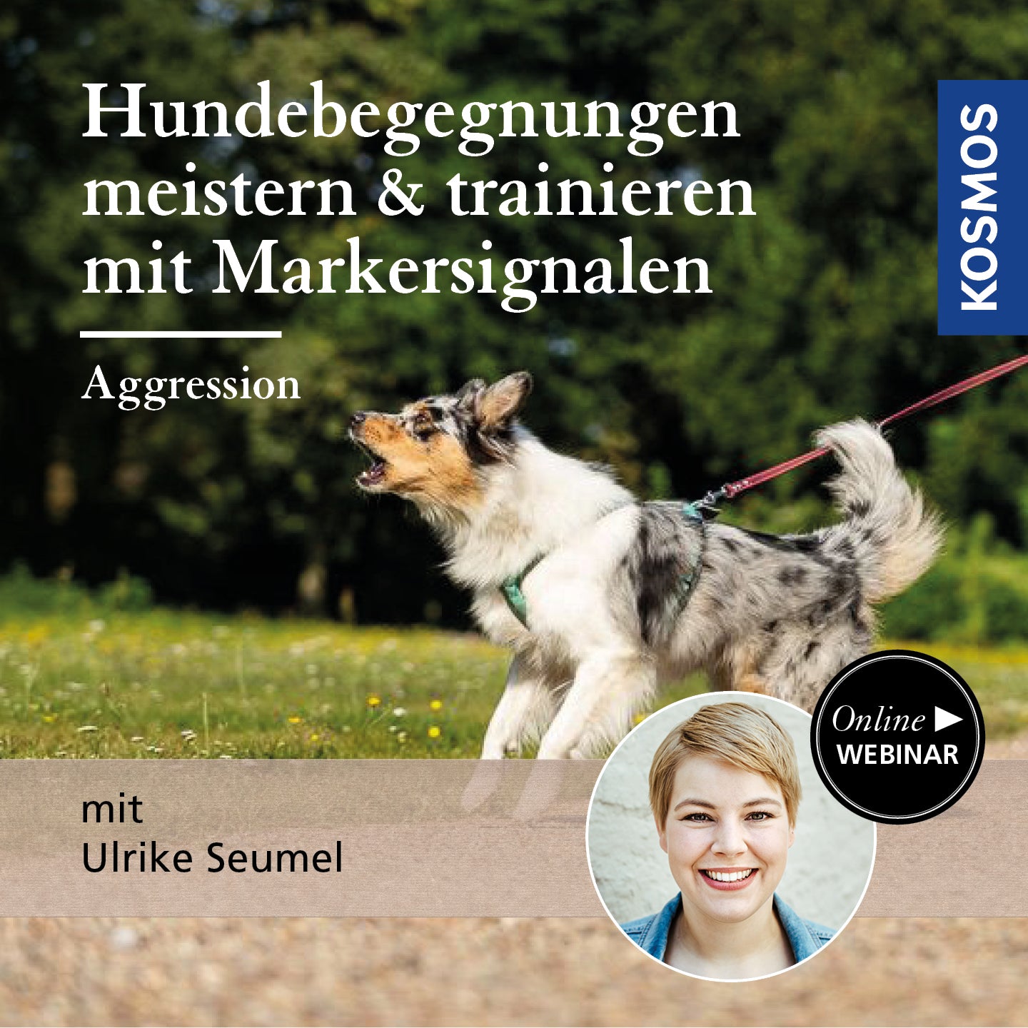 Hundebegegnungen meistern & trainieren mit Markersignalen: Aggression