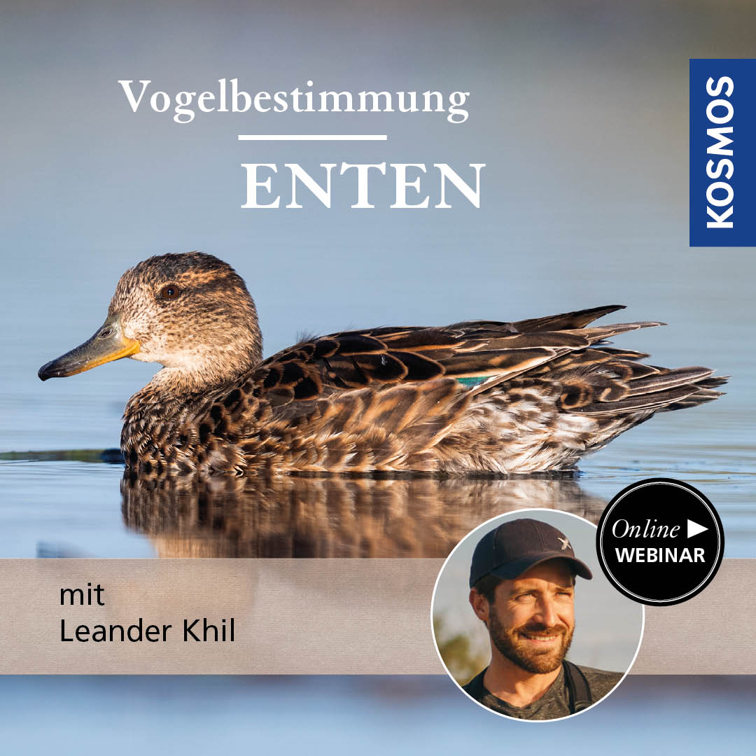 Vogelbestimmung: Enten