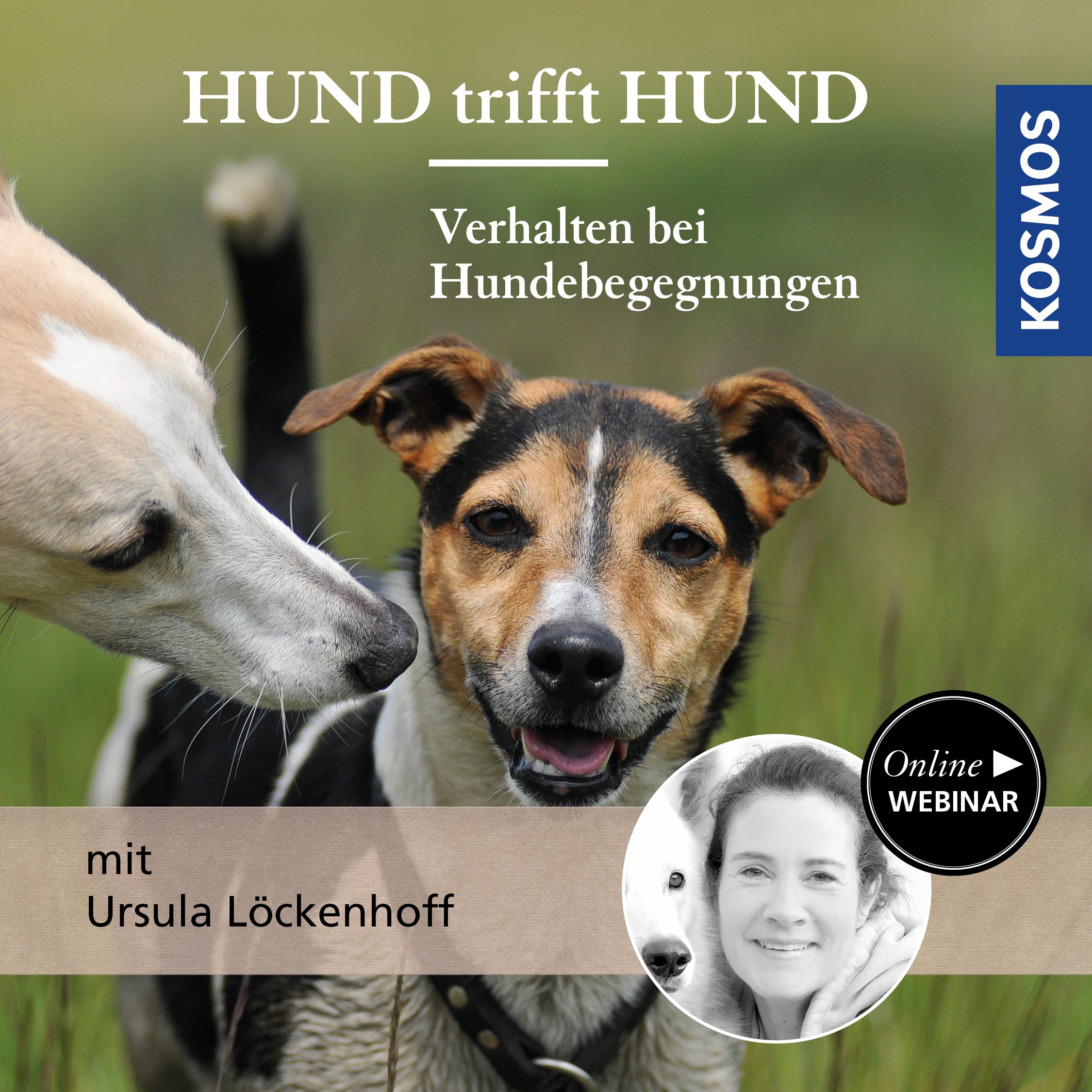 Hund trifft Hund – Verhalten bei Hundebegegnungen