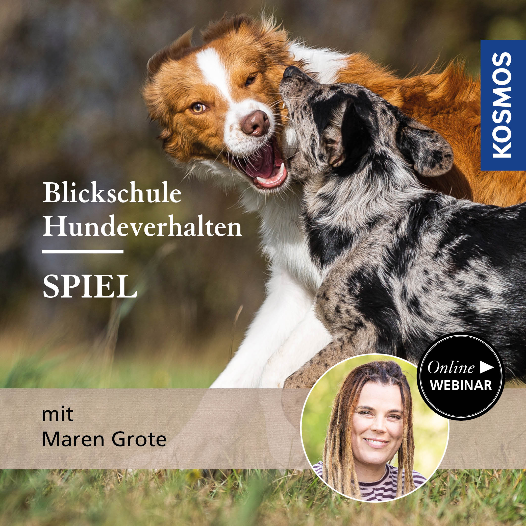 Blickschule Hundeverhalten – Spiel