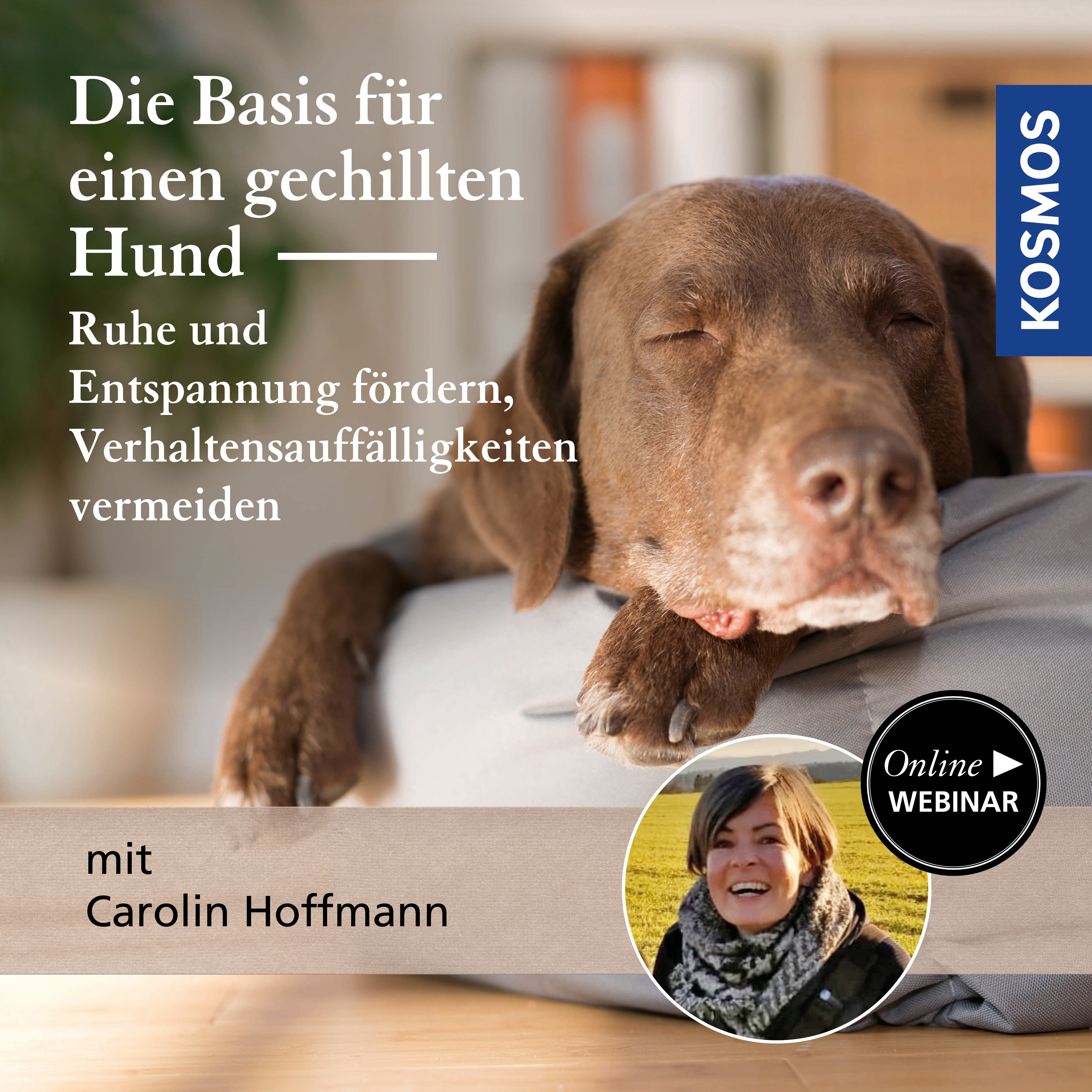 Die Basis für einen gechillten Hund – Ruhe und Entspannung fördern, Verhaltensauffälligkeiten vermeiden