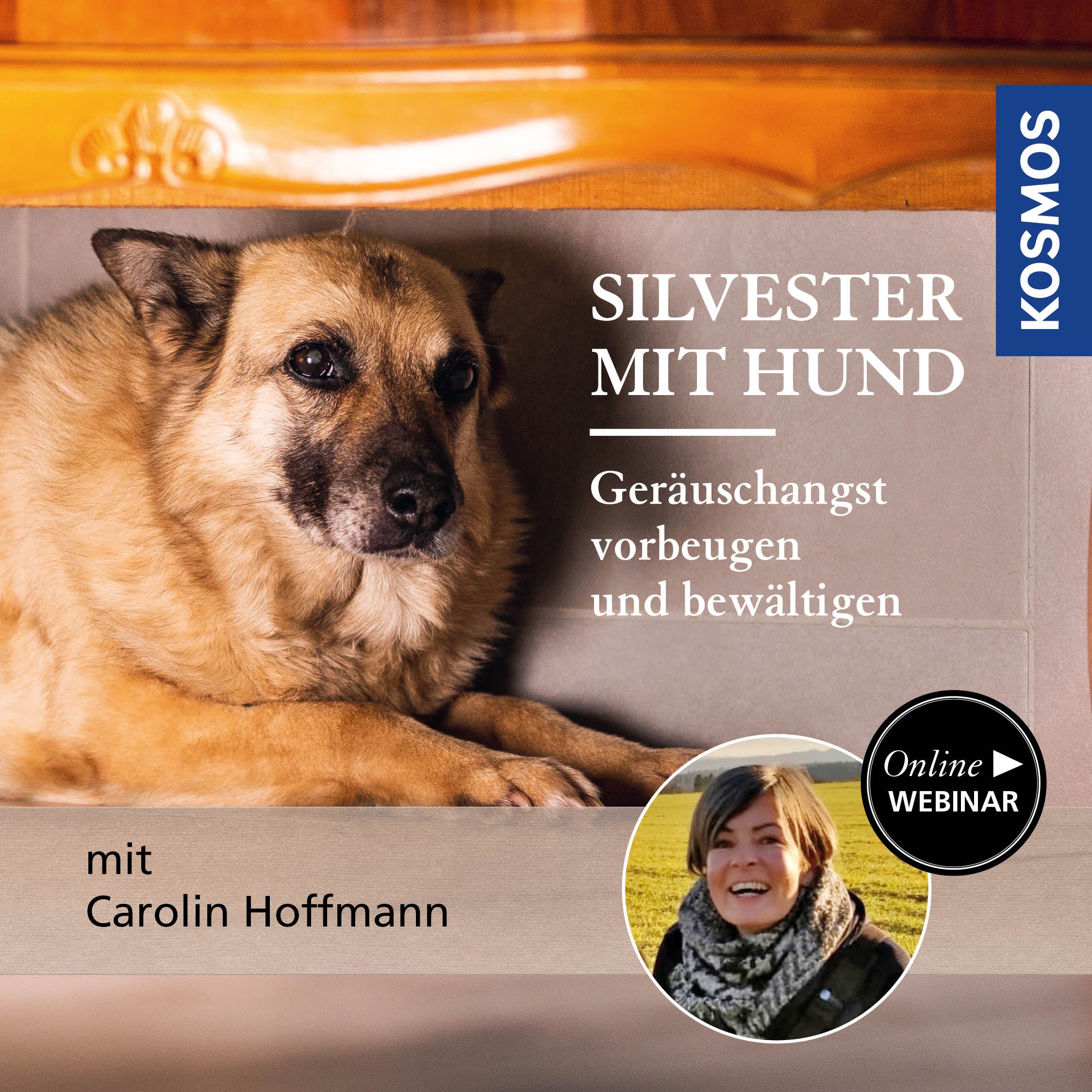 Silvester mit Hund – Geräuschangst vorbeugen und bewältigen