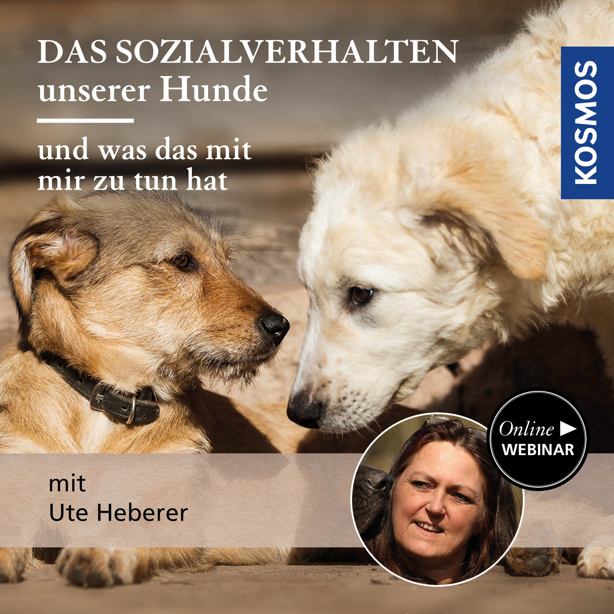Das Sozialverhalten unserer Hunde – und was das mit mir zu tun hat