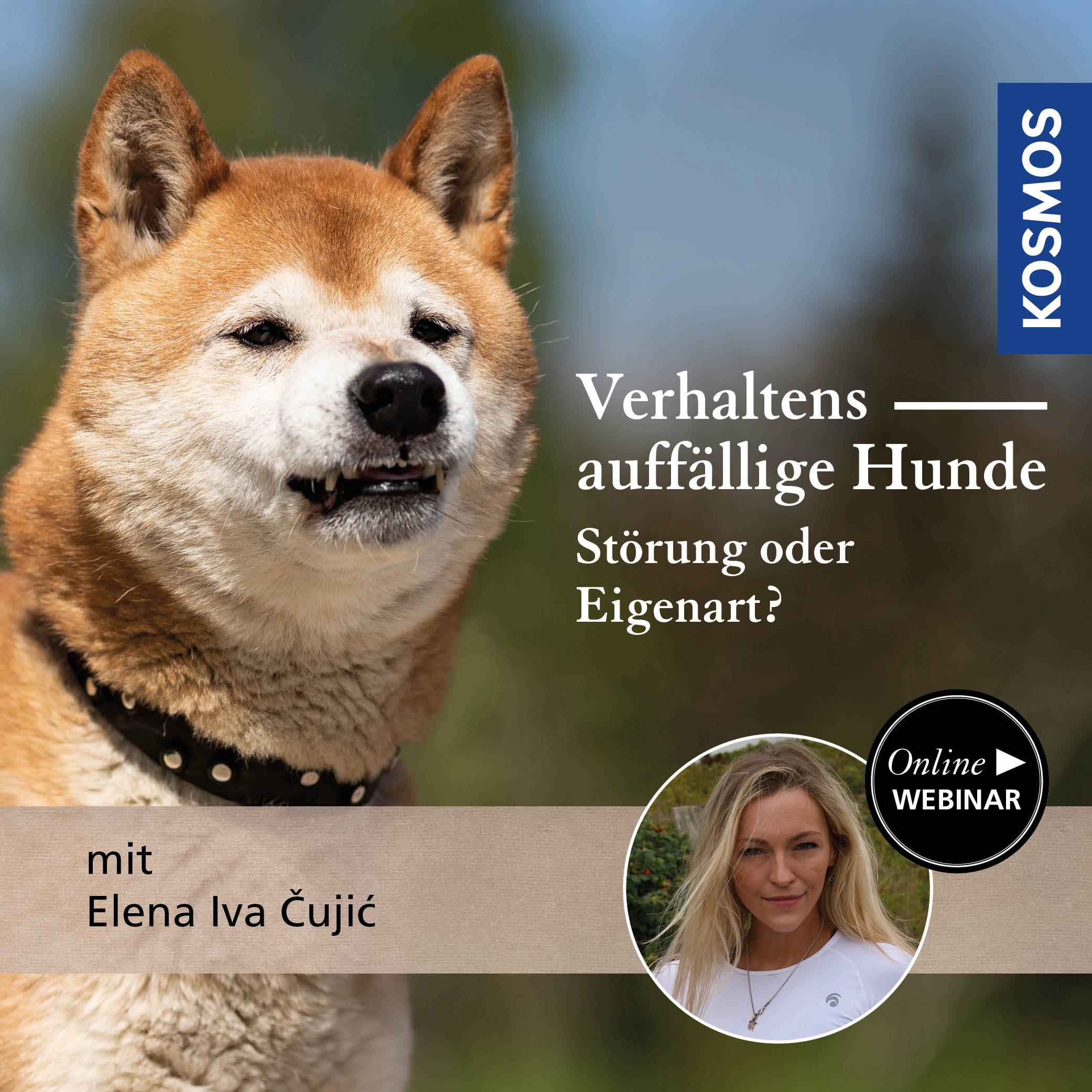 Verhaltensauffällige Hunde – Störung oder Eigenart?