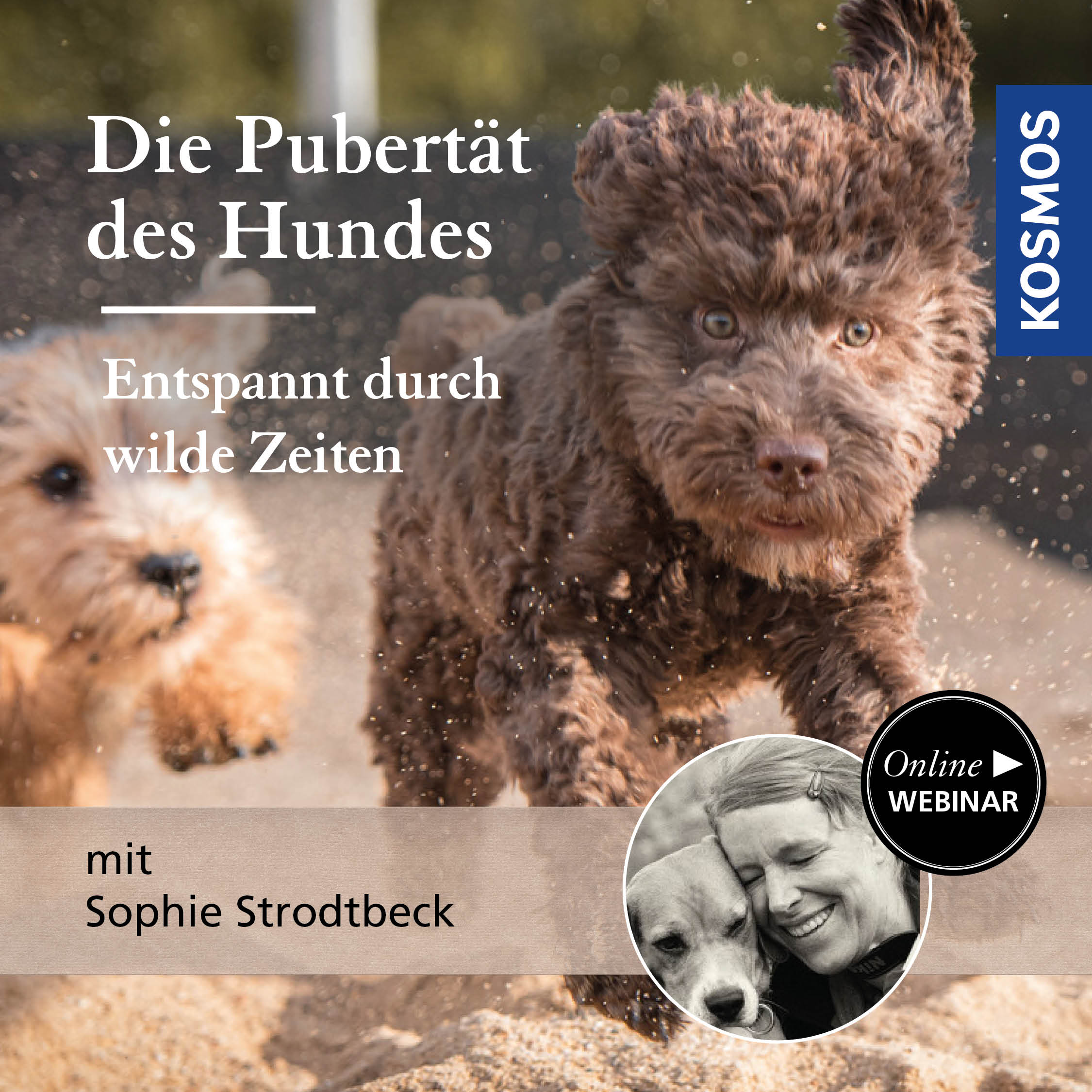 Die Pubertät des Hundes – Entspannt durch wilde Zeiten