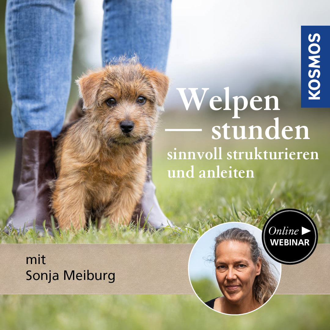 Welpenstunden sinnvoll anleiten und strukturieren