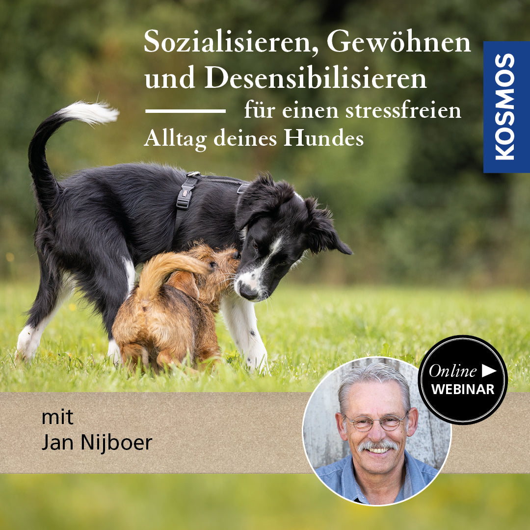Sozialisieren, Gewöhnen & Desensibilisieren – für einen stressfreien Alltag deines Hundes