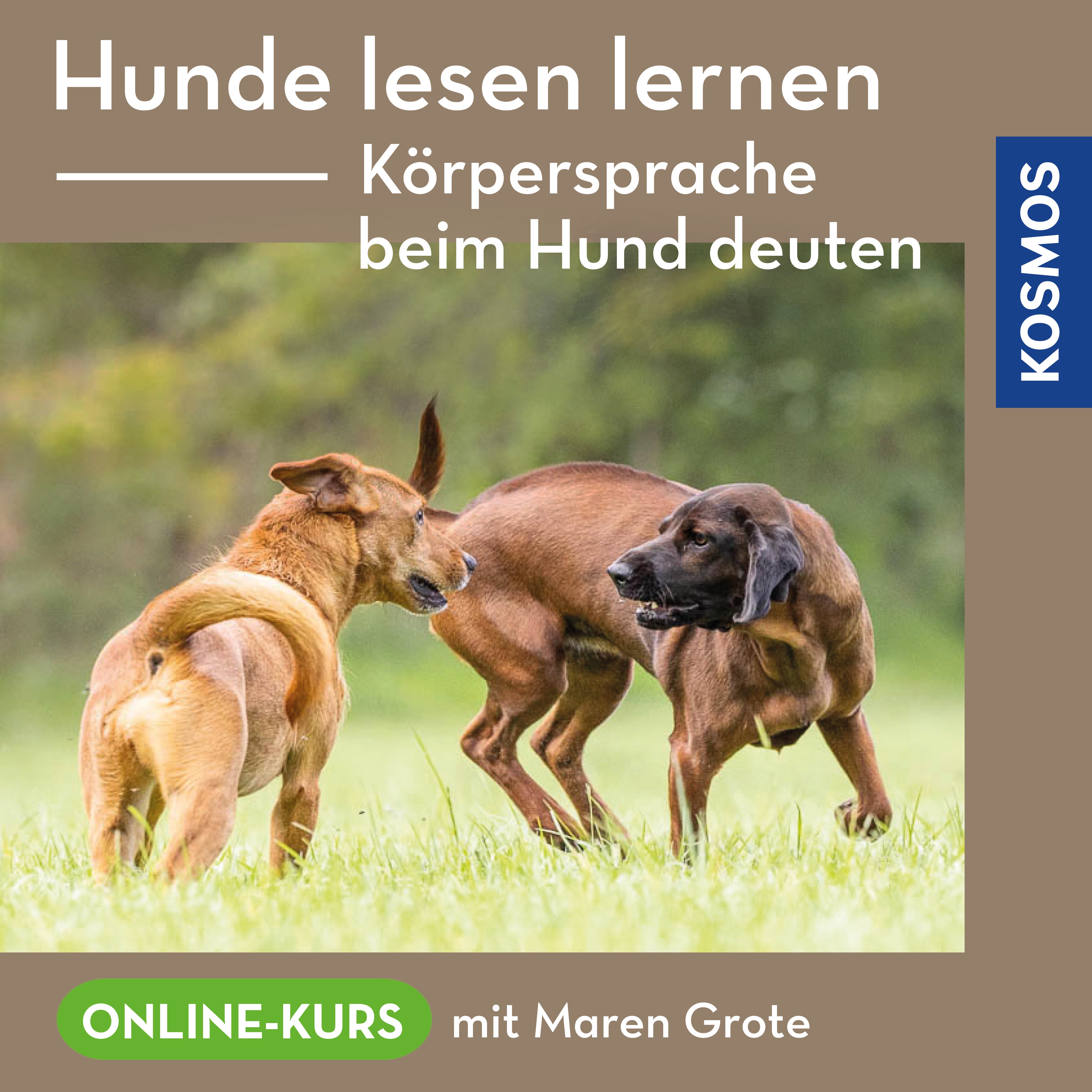 Hunde lesen lernen – Körpersprache beim Hund deuten
