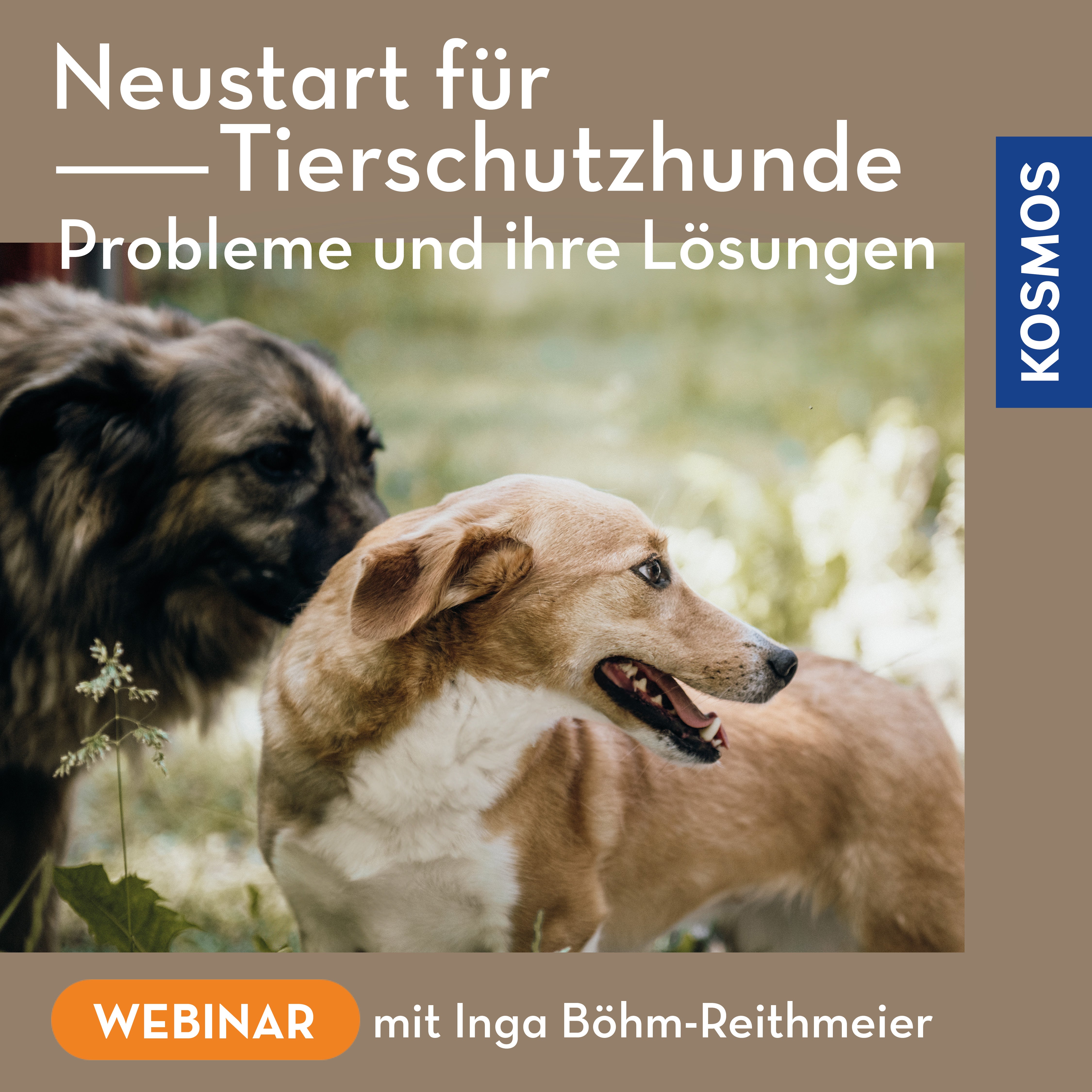 Neustart für Tierschutzhunde – Verständnis statt Mitleid