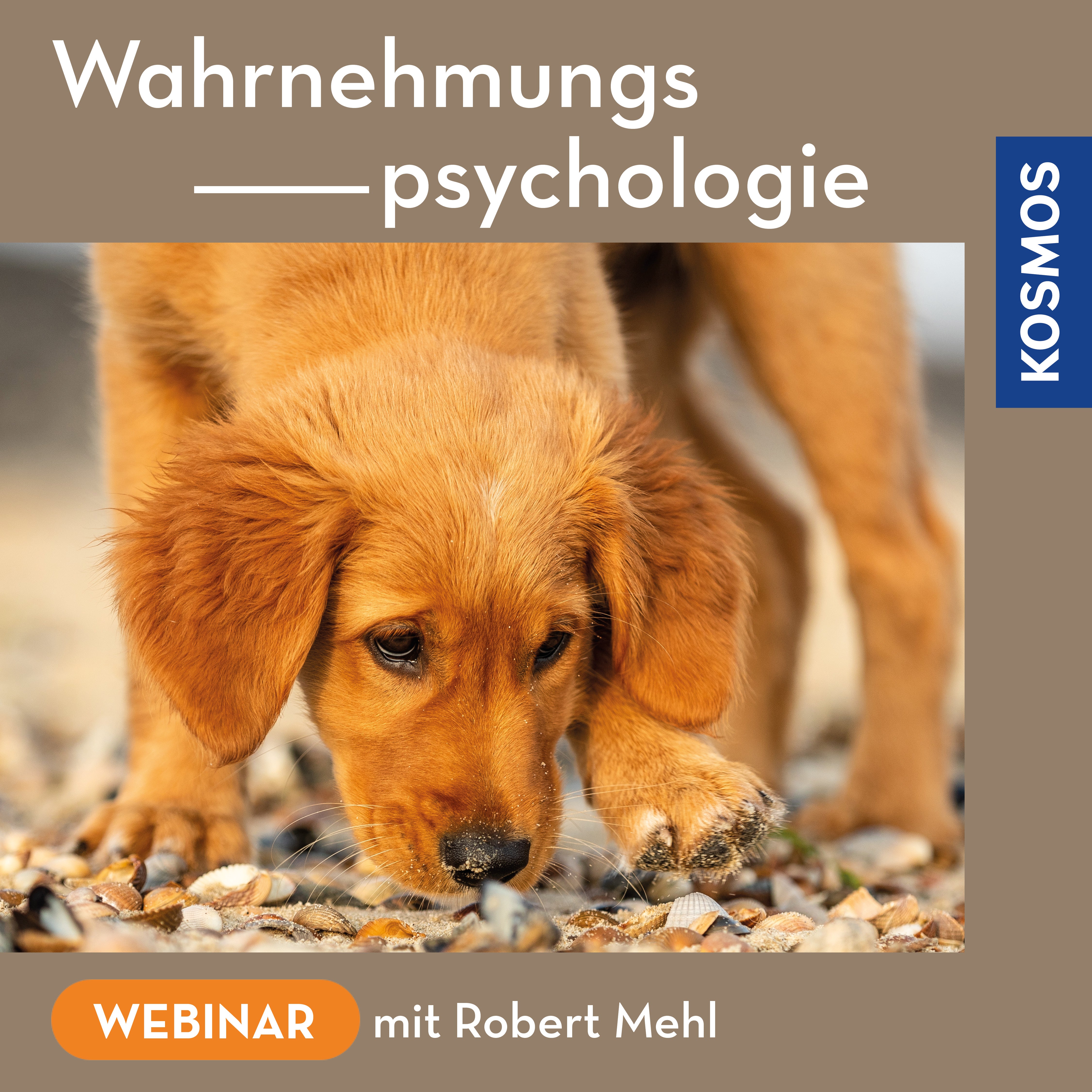 Wahrnehmungspsychologie bei Hunden