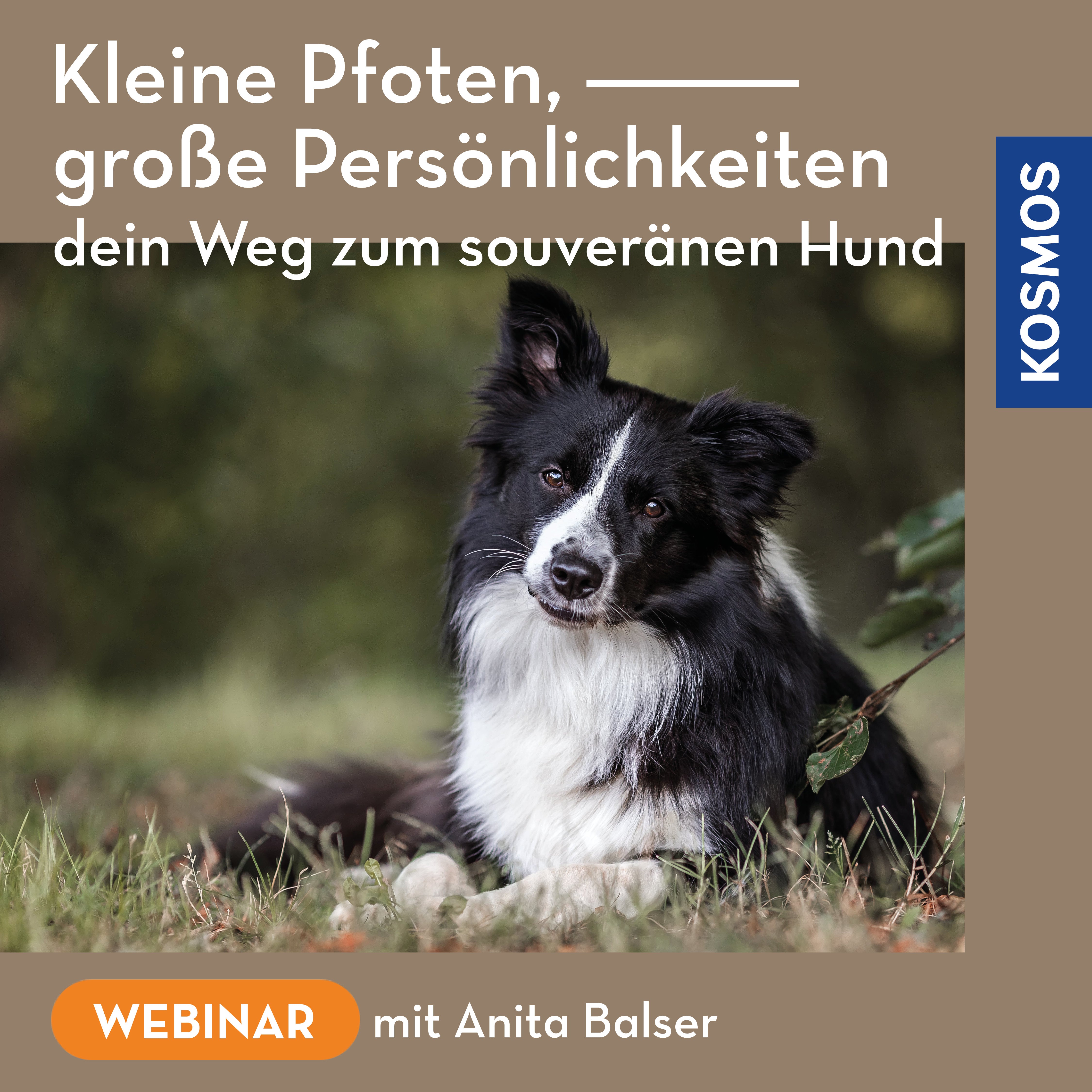 Kleine Pfoten, große Persönlichkeiten – dein Weg zum souveränen Hund