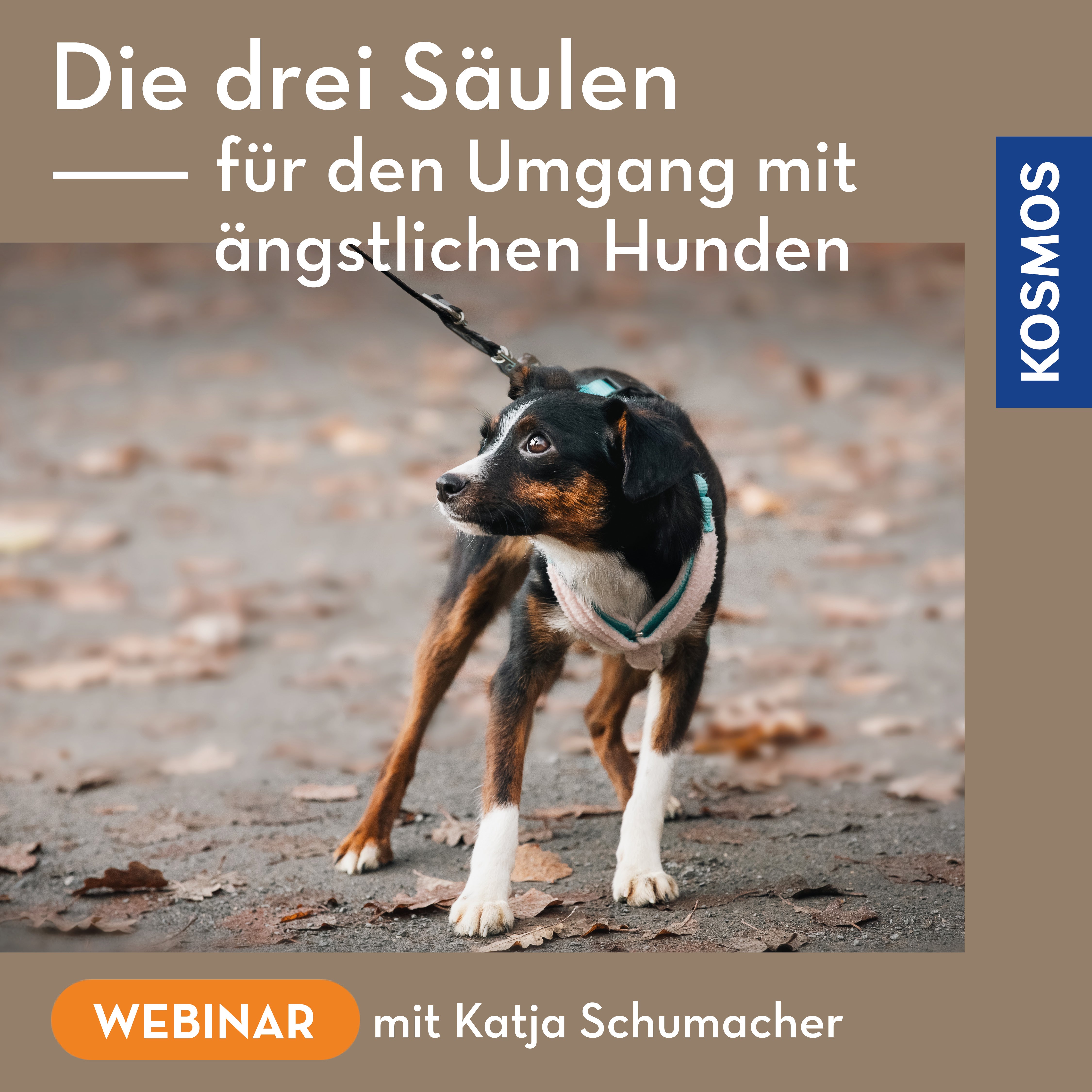 Die drei Säulen für den Umgang mit ängstlichen Hunden