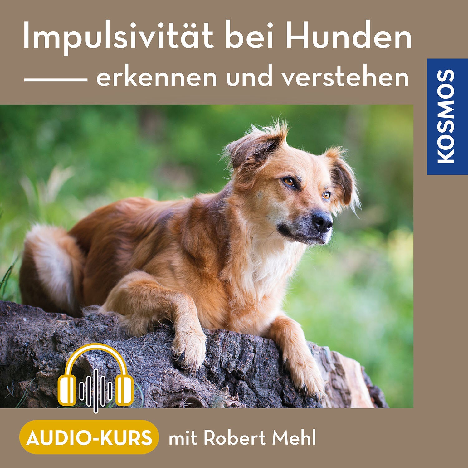 Impulsivität bei Hunden – erkennen und verstehen