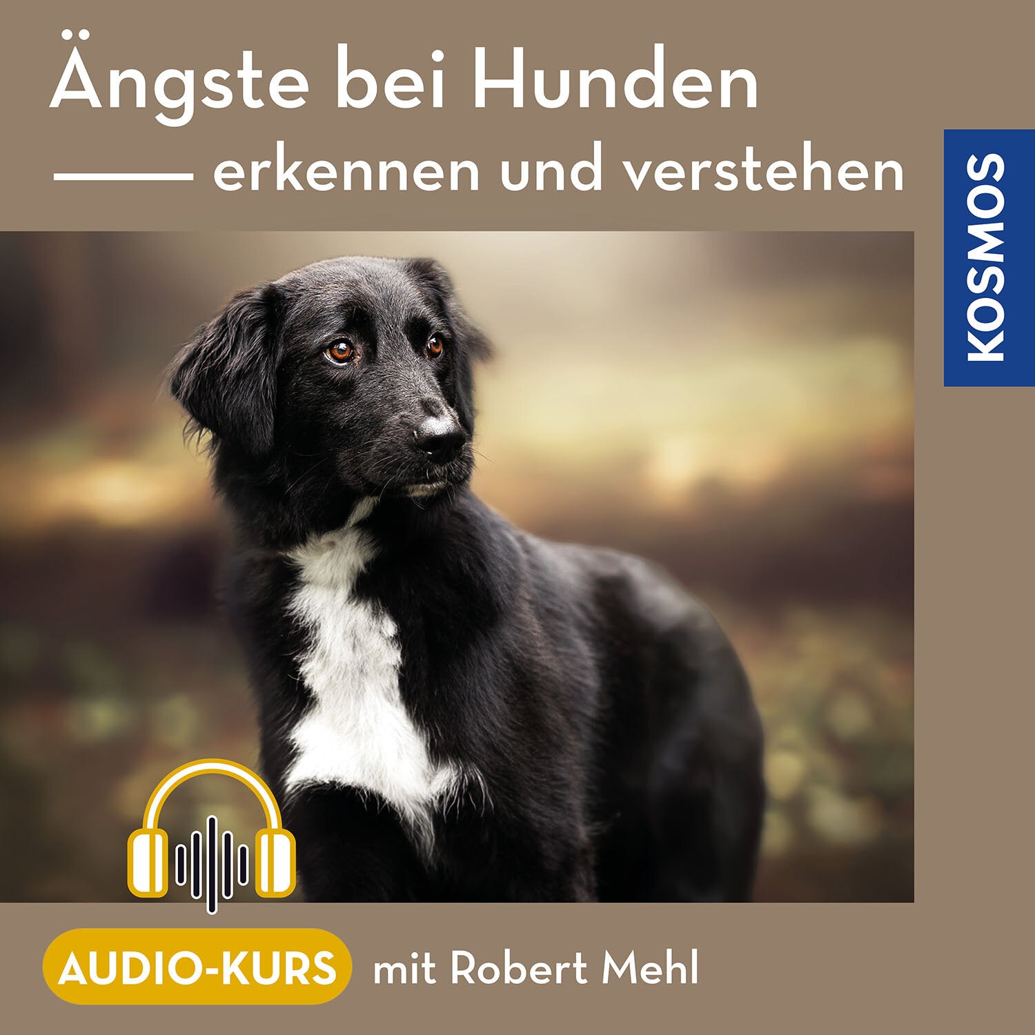 Ängste bei Hunden – erkennen und verstehen