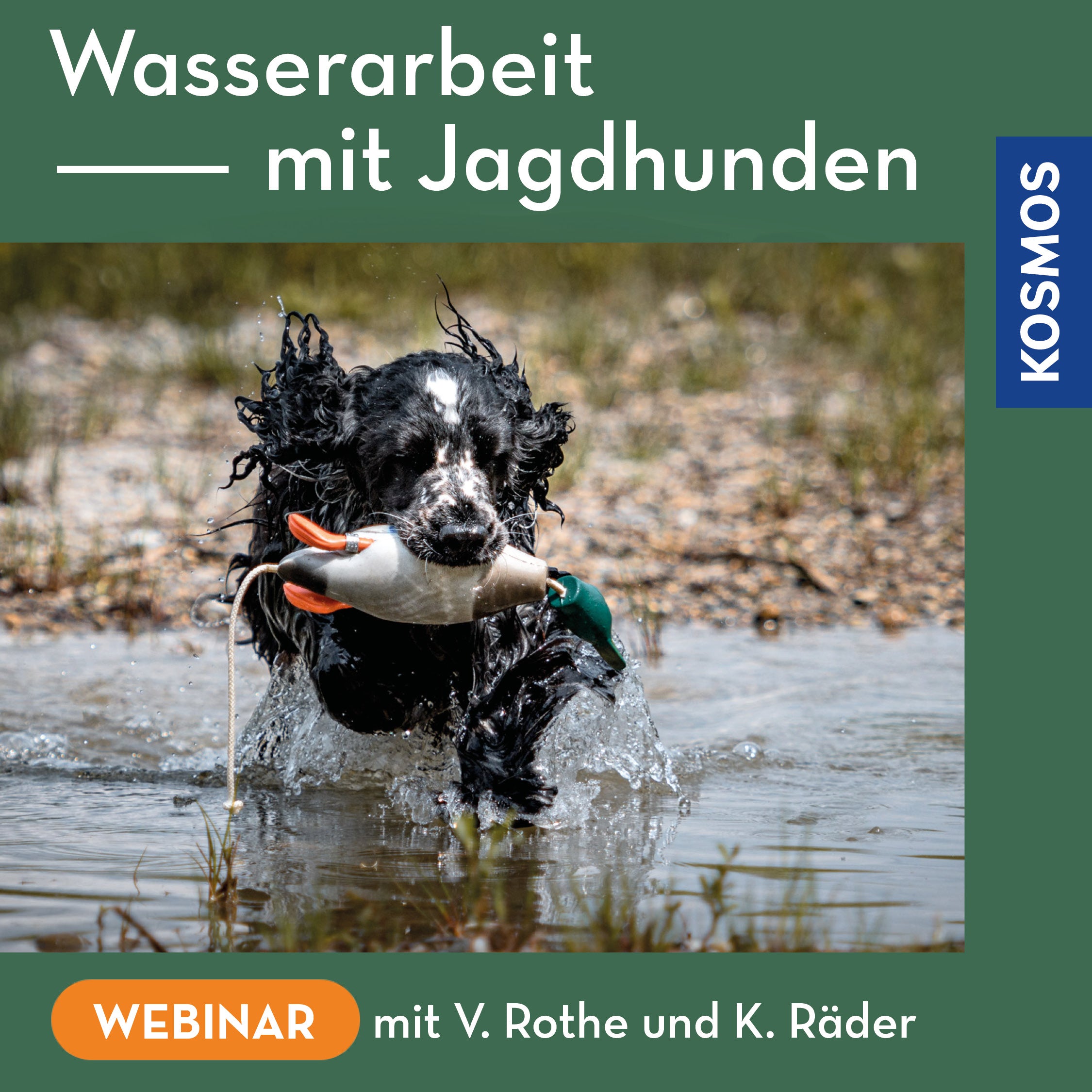 Wasserarbeit mit Jagdhunden