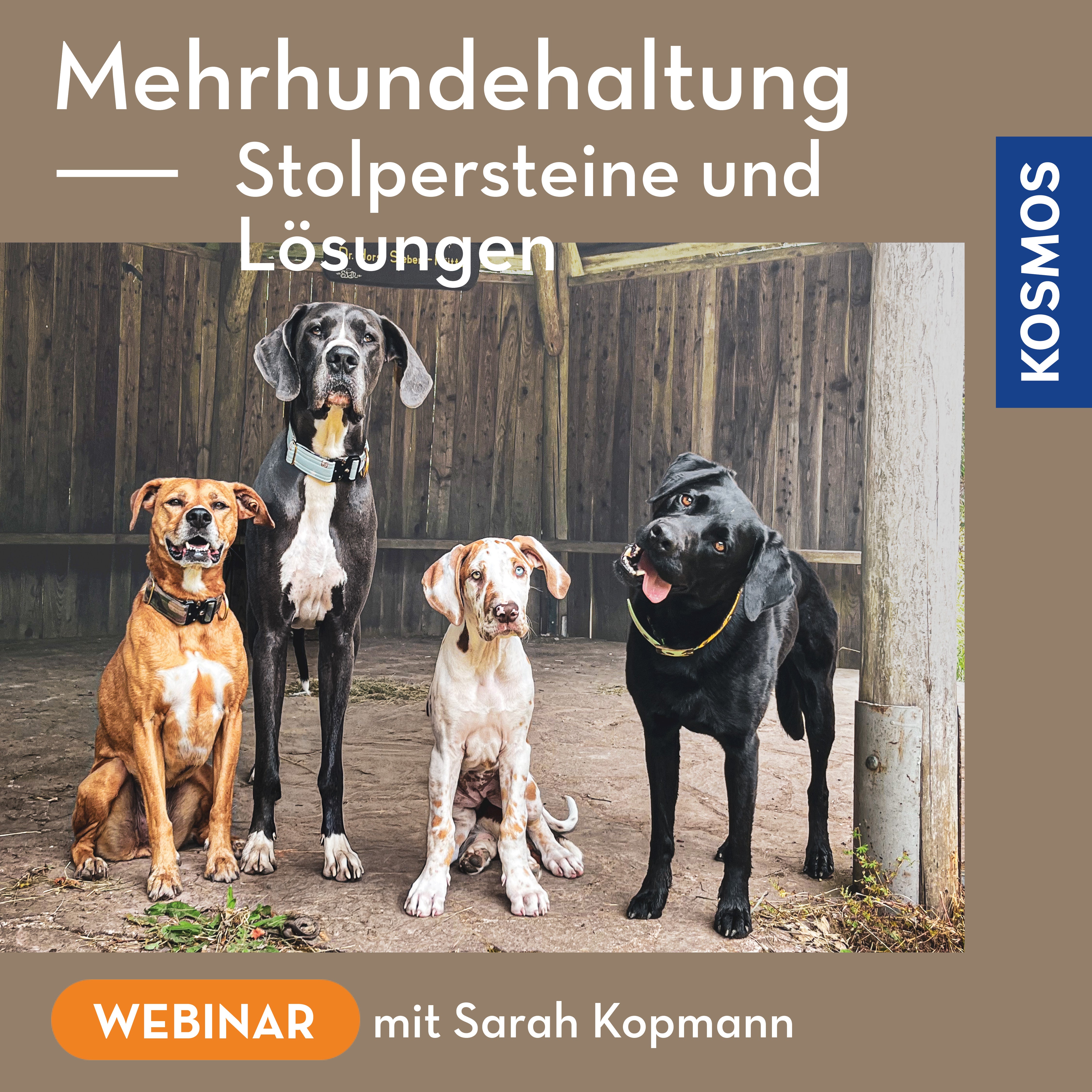 Mehrhundehaltung – Stolpersteine und Lösungen