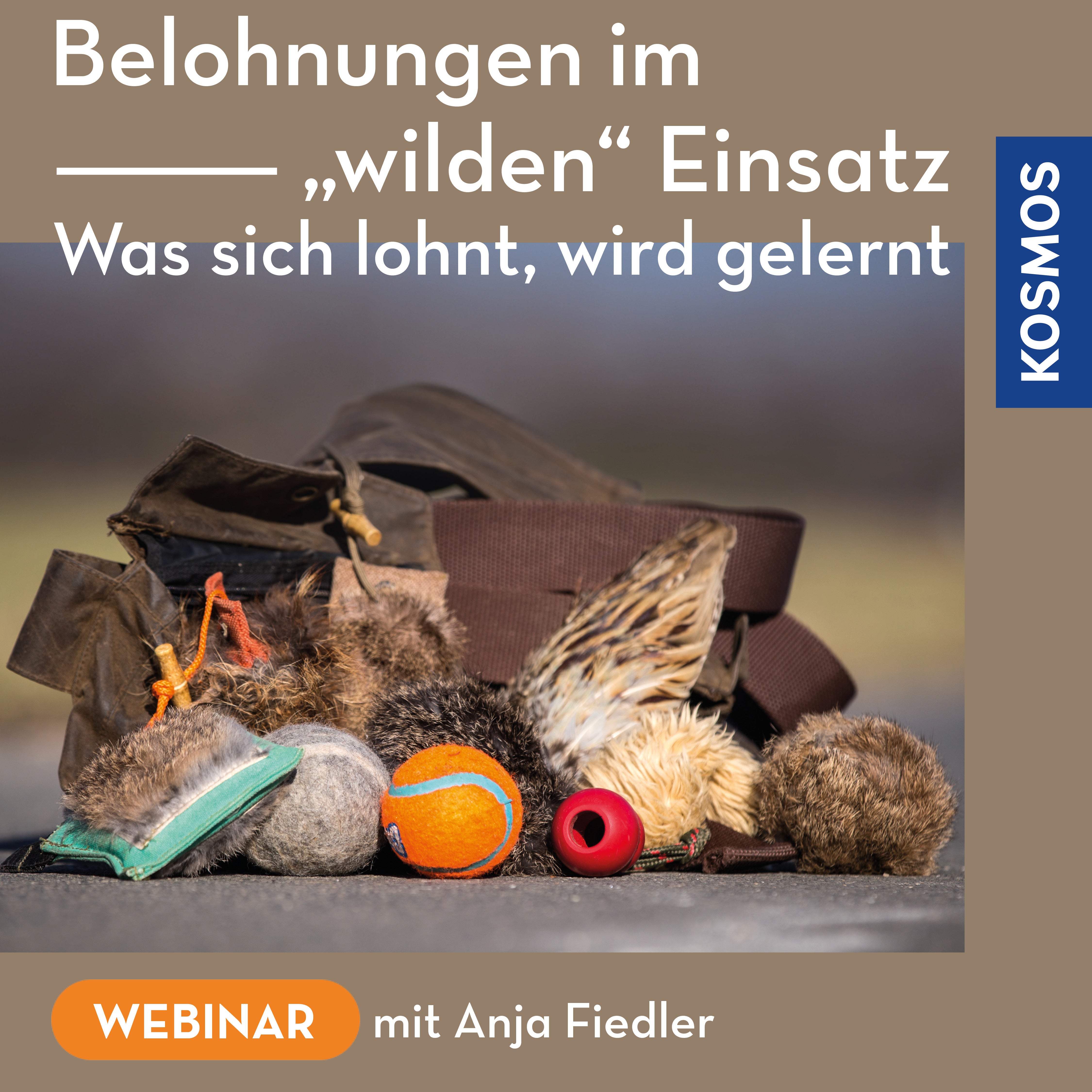 Belohnungen im „wilden“ Einsatz – was sich lohnt, wird gelernt