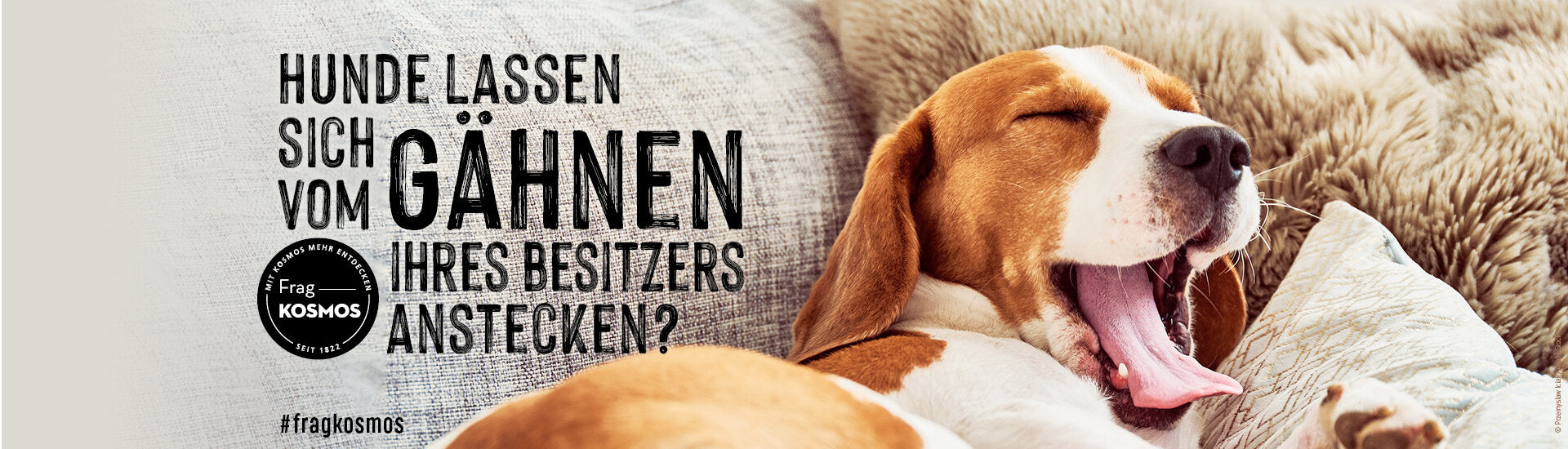 Das Frag KOSMOS Themen-Spezial Hunde