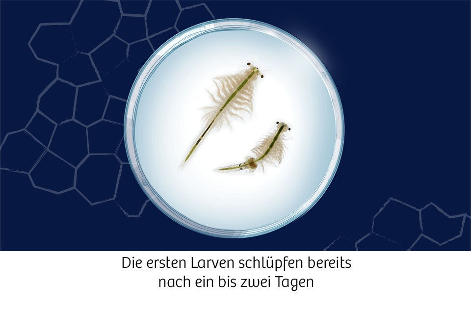 Urzeit-Tiere erforschen