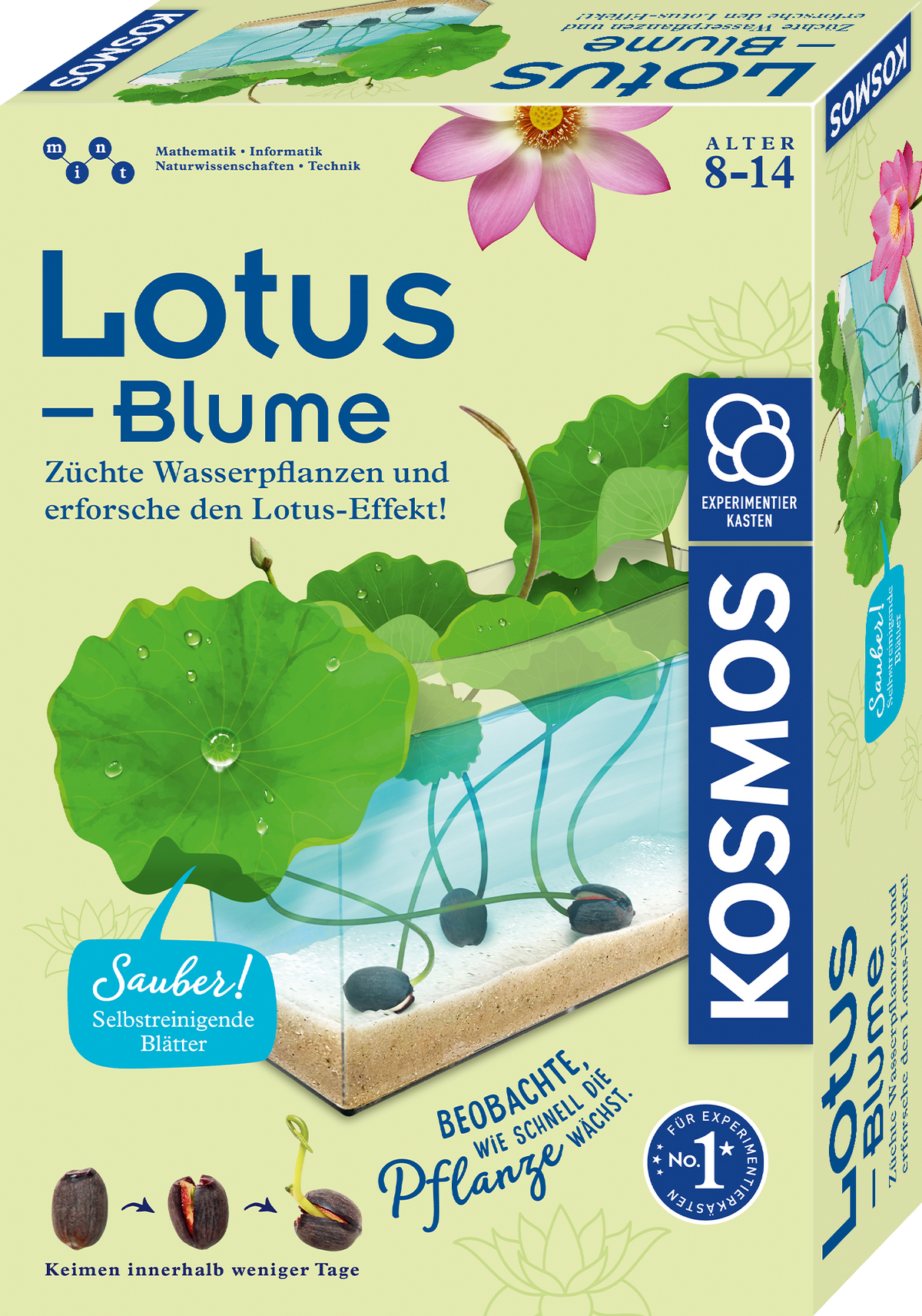 Lotus-Blume