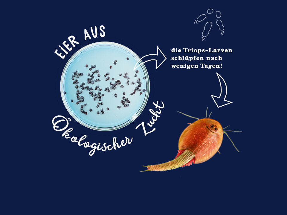Fun Science Triops züchten Banner