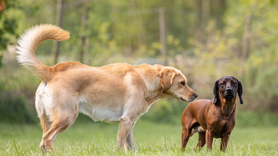 Diese spannenden und wichtigen Verhaltensweisen sind Teil des Kurses: