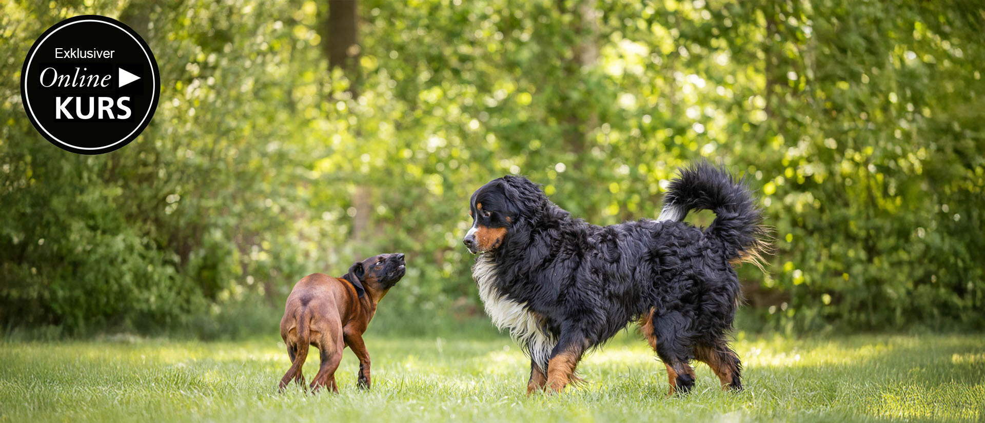 Hunde lesen lernen – Körpersprache beim Hund deuten Banner