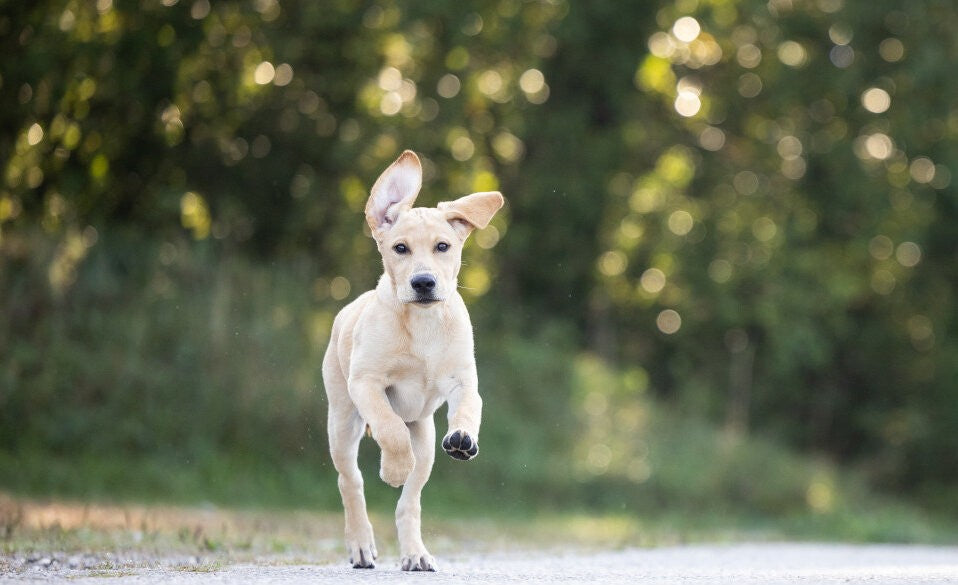 Modulares Training für deinen Hund