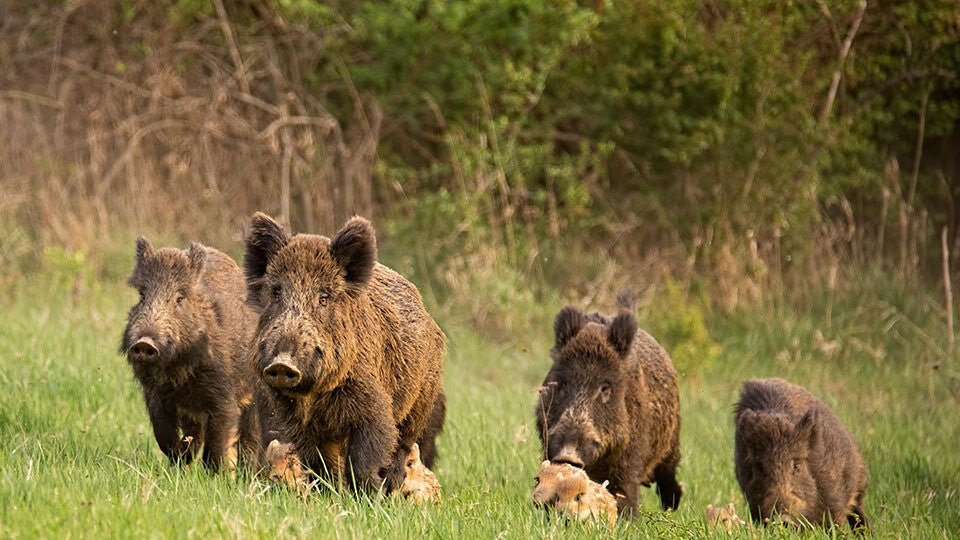 Ansprechen von Schwarzwild – Online-Kurs mit Burkhard Stöcker Teaser