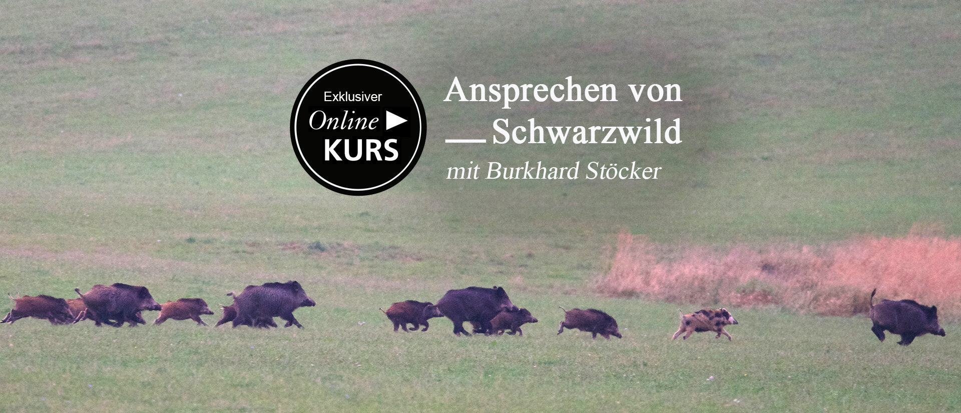 Ansprechen von Schwarzwild – Online-Kurs mit Burkhard Stöcker Banner