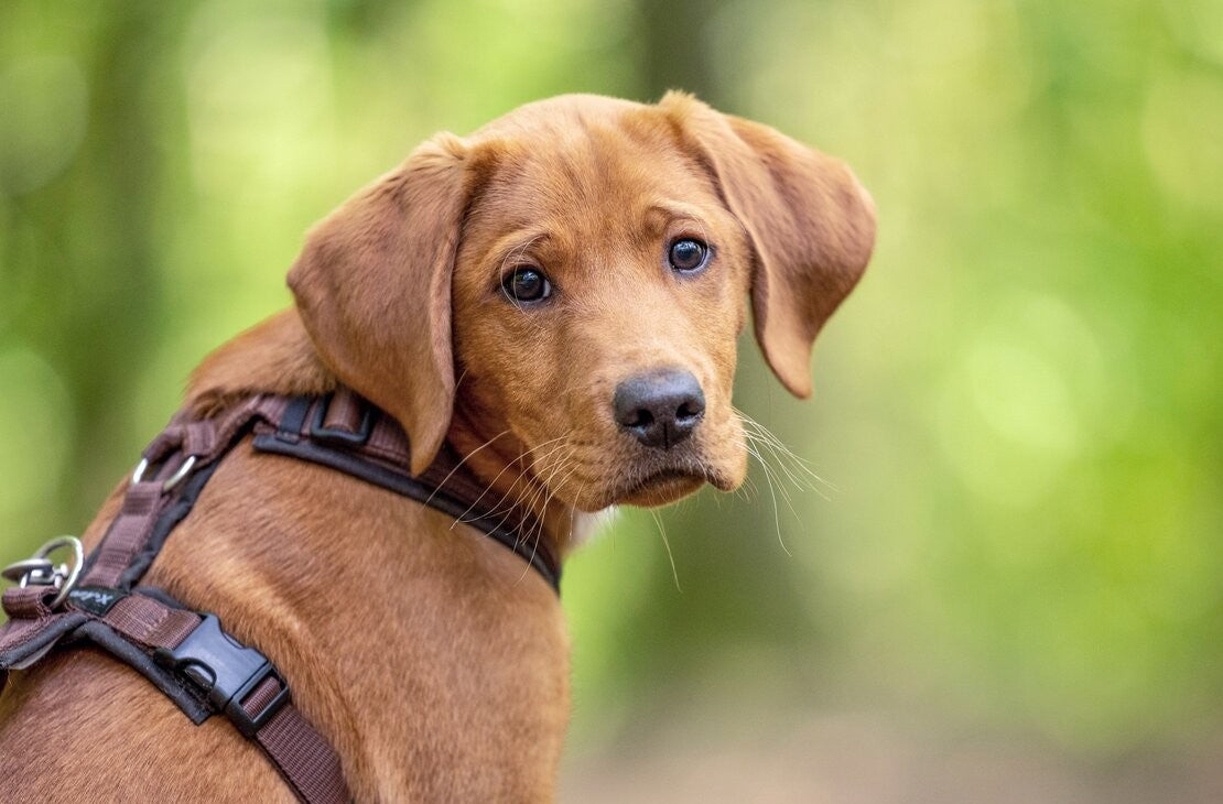 Kompetenztraining für kluge Hunde