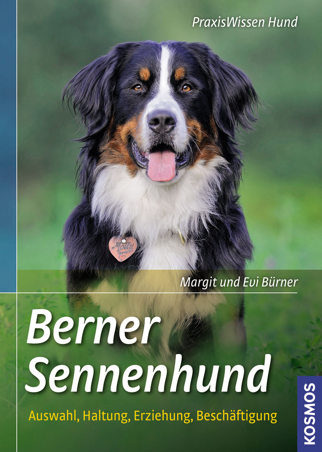 Bernese Mountain Dog